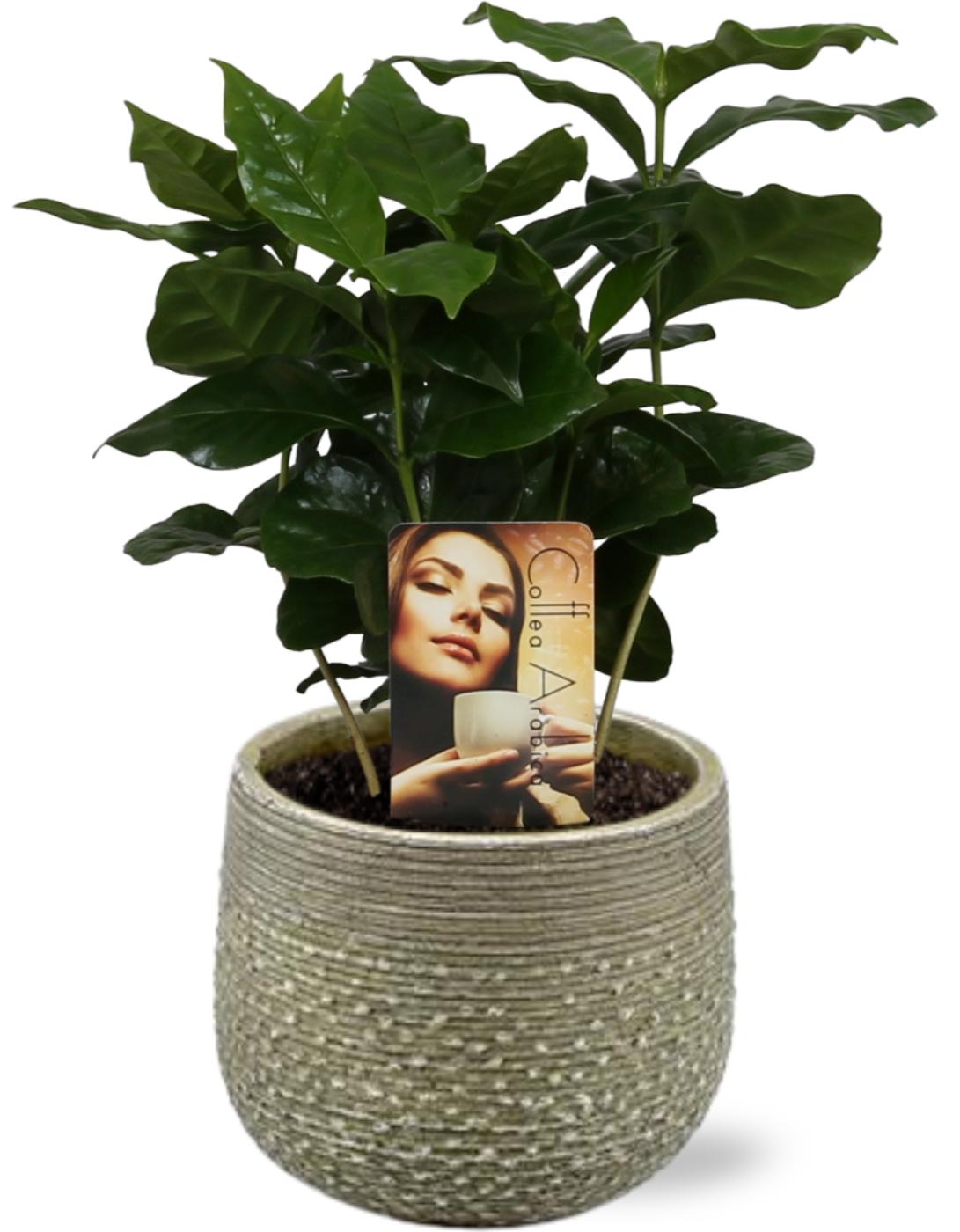Coffea Arabica Koffieplant - Ø12Cm - ↕25Cm + Noale Pot - Groen