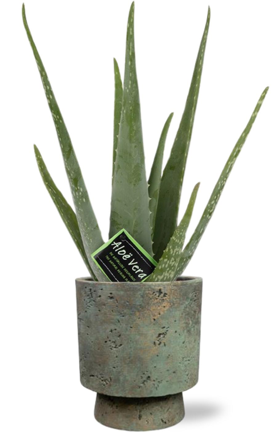 Aloe Vera - Ø12Cm - ↕40Cm - Pot Aily - Groen