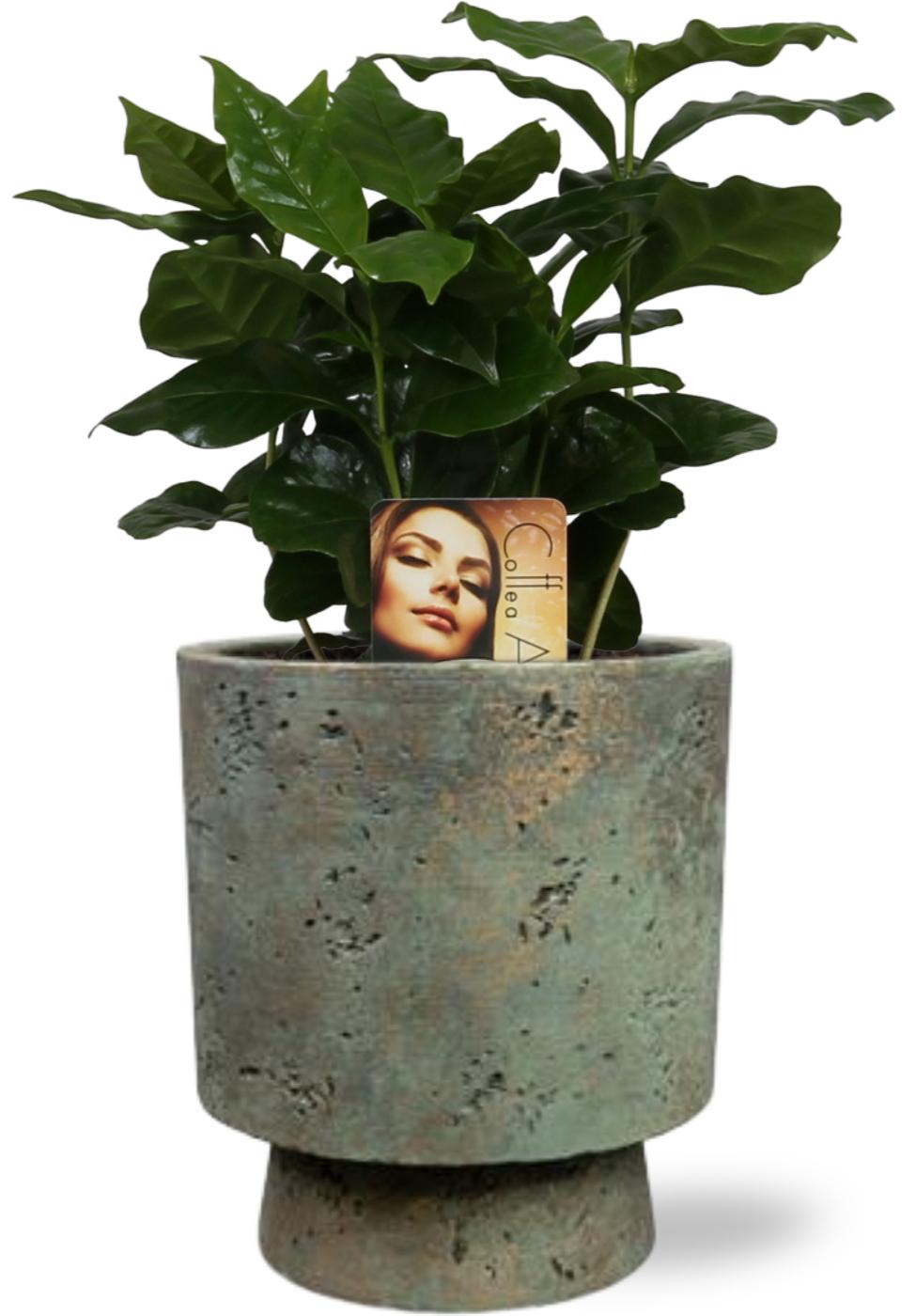 Coffea Arabica Koffieplant - Ø12Cm - ↕25Cm + Pot Aily - Groen