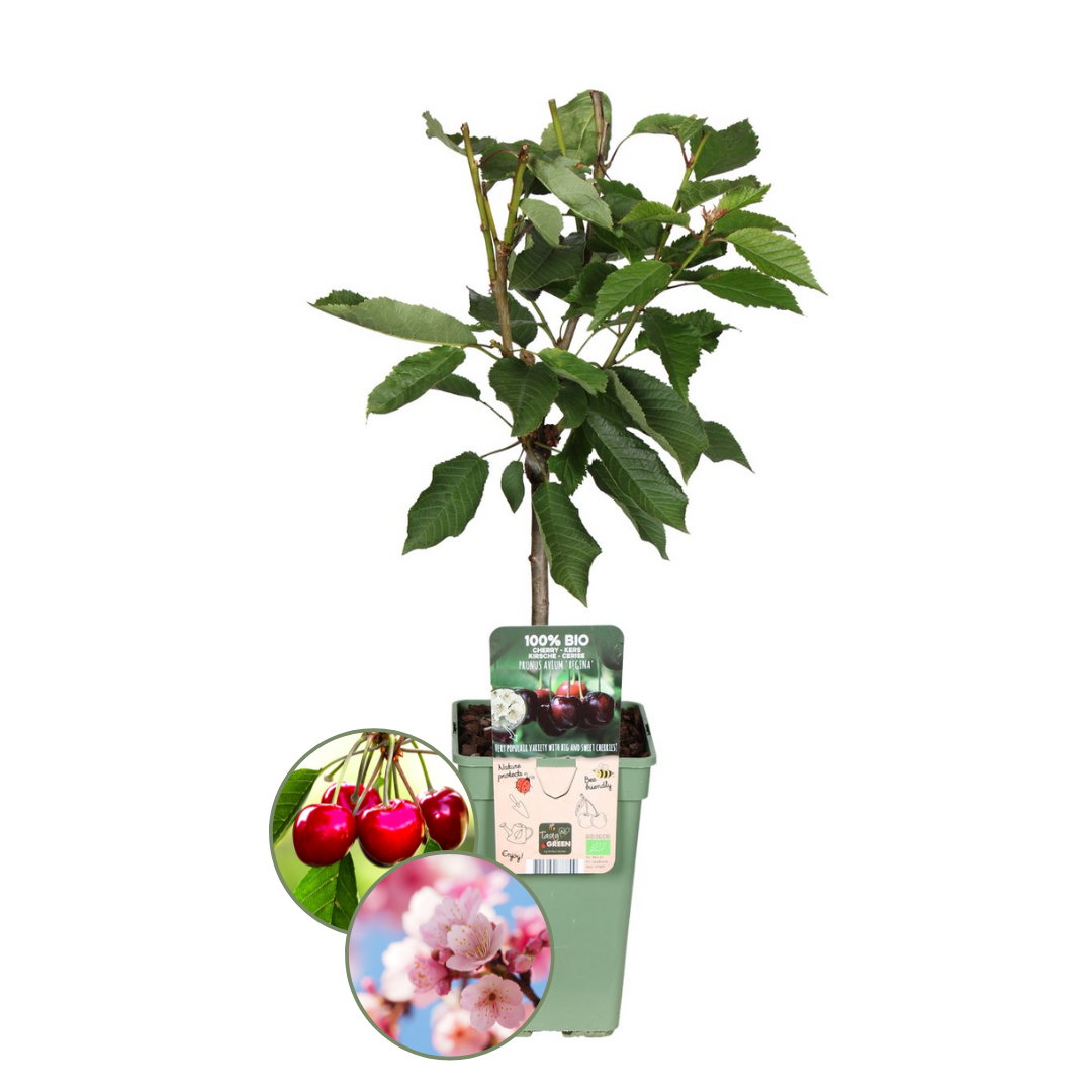 Biologische Kersenboom - Prunus Avium - Ø 20 Cm - ↨ 60 Cm