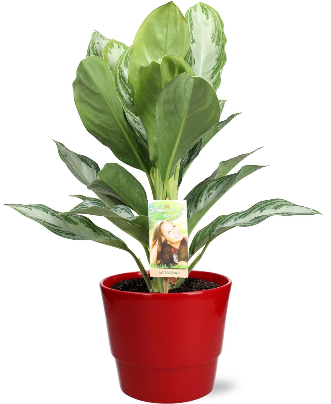 Aglaonema Silver Bay - Ø17Cm - ↕55Cm + Pot Basic - Rood