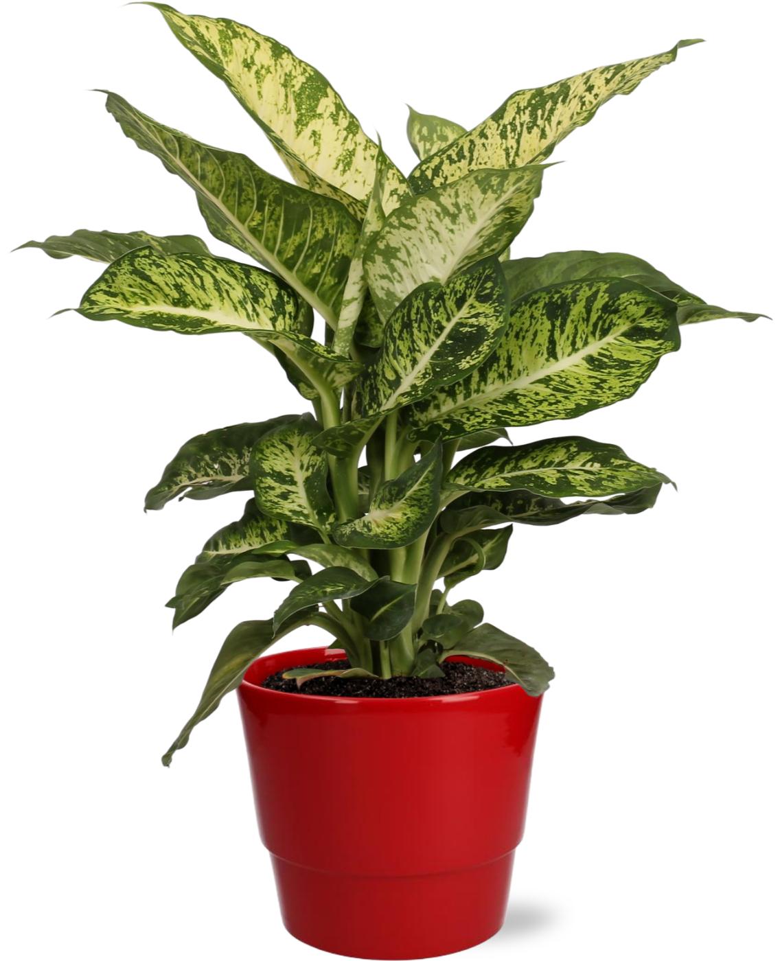 Dieffenbachia Mars - Ø17Cm - ↕50Cm + Pot Basic - Rood