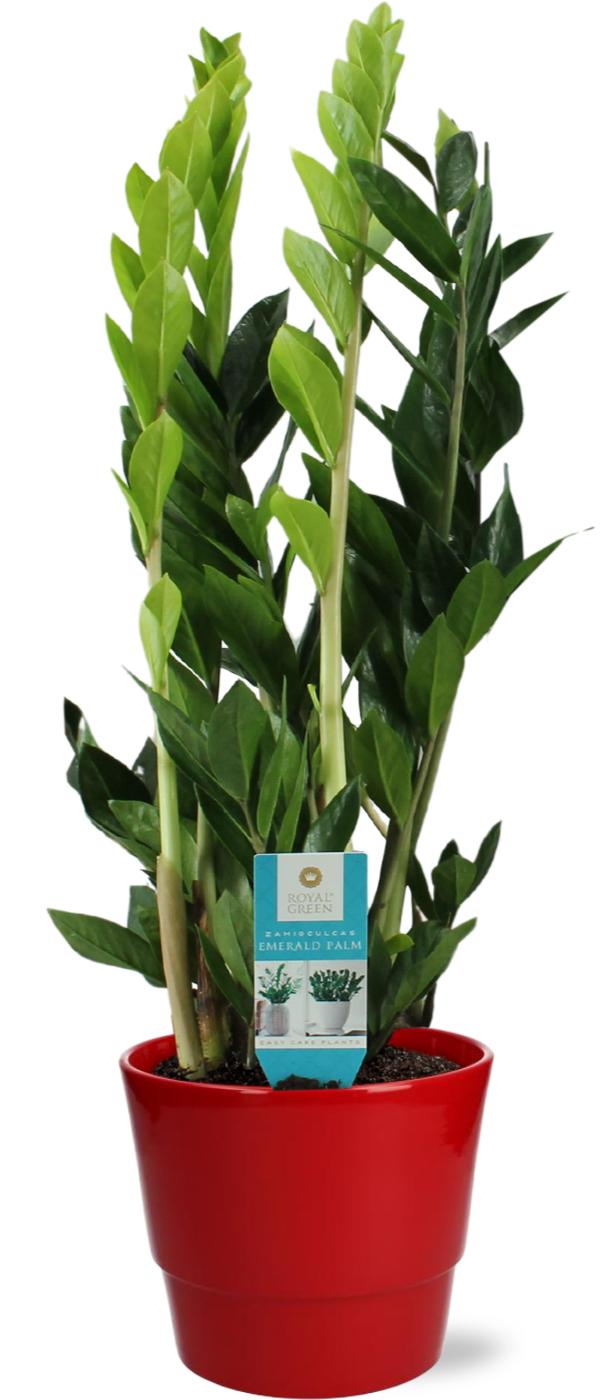 Zamioculcas Zamiifolia - Ø17Cm - ↕70Cm + Pot Basic - Rood