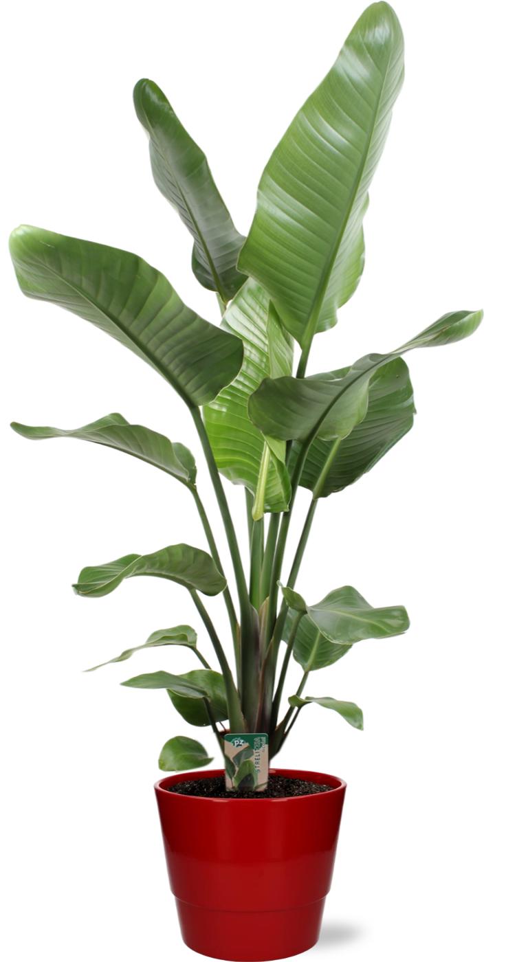 Strelitzia Nicolai - Ø21Cm - ↕120Cm + Pot Basic - Rood