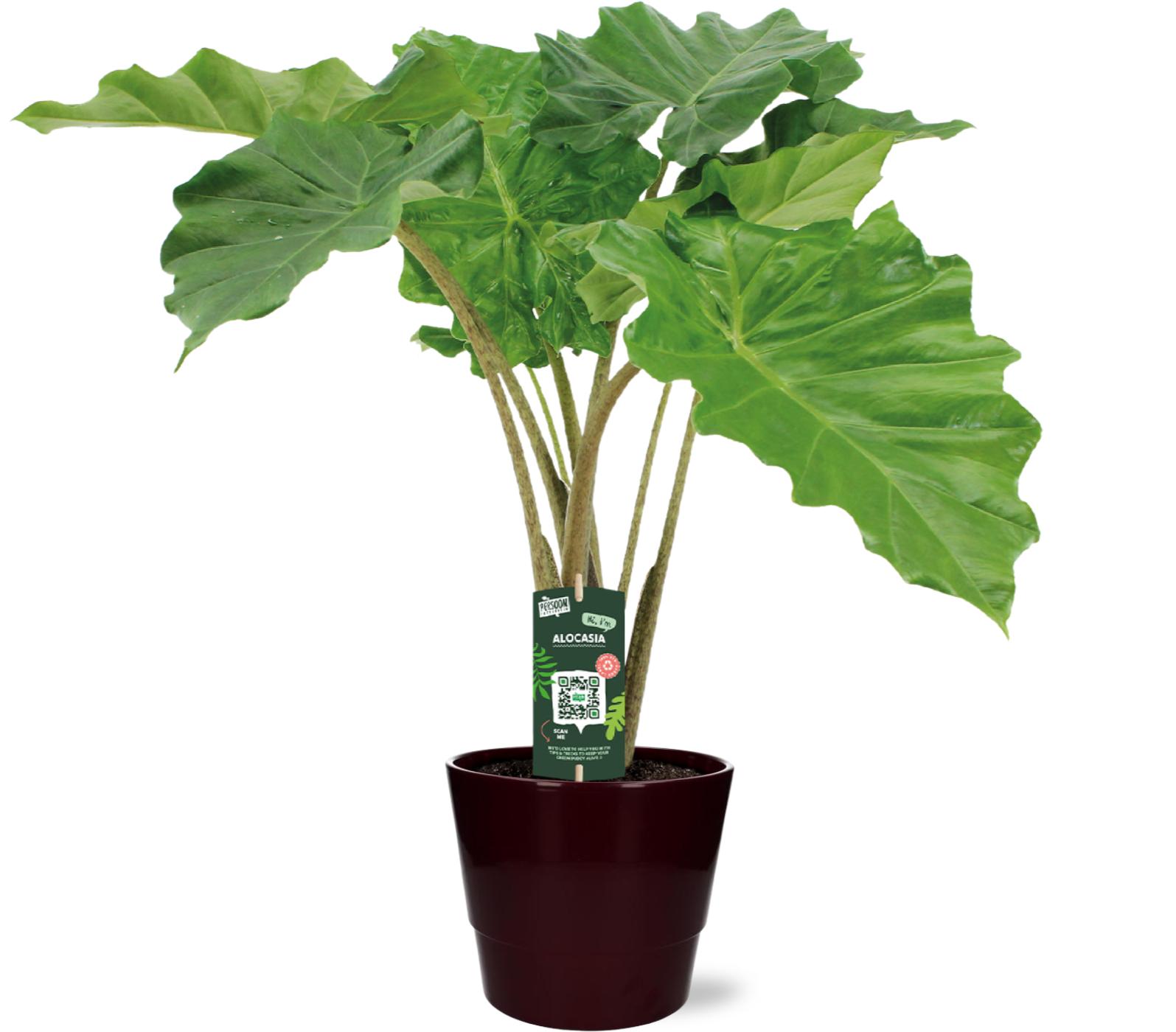 Alocasia Portodora - Ø21Cm - ↕80Cm + Pot Basic - Bordeaux