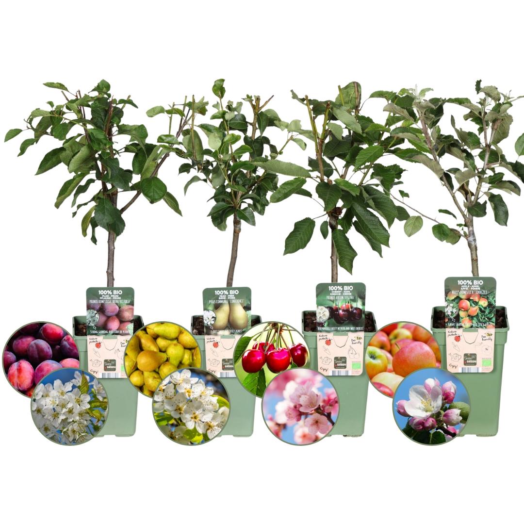 Biologische Fruitbomen Set Van 4 - Appel, Peer, Kers En Pruim - 4x Ø20Cm - ↨60Cm