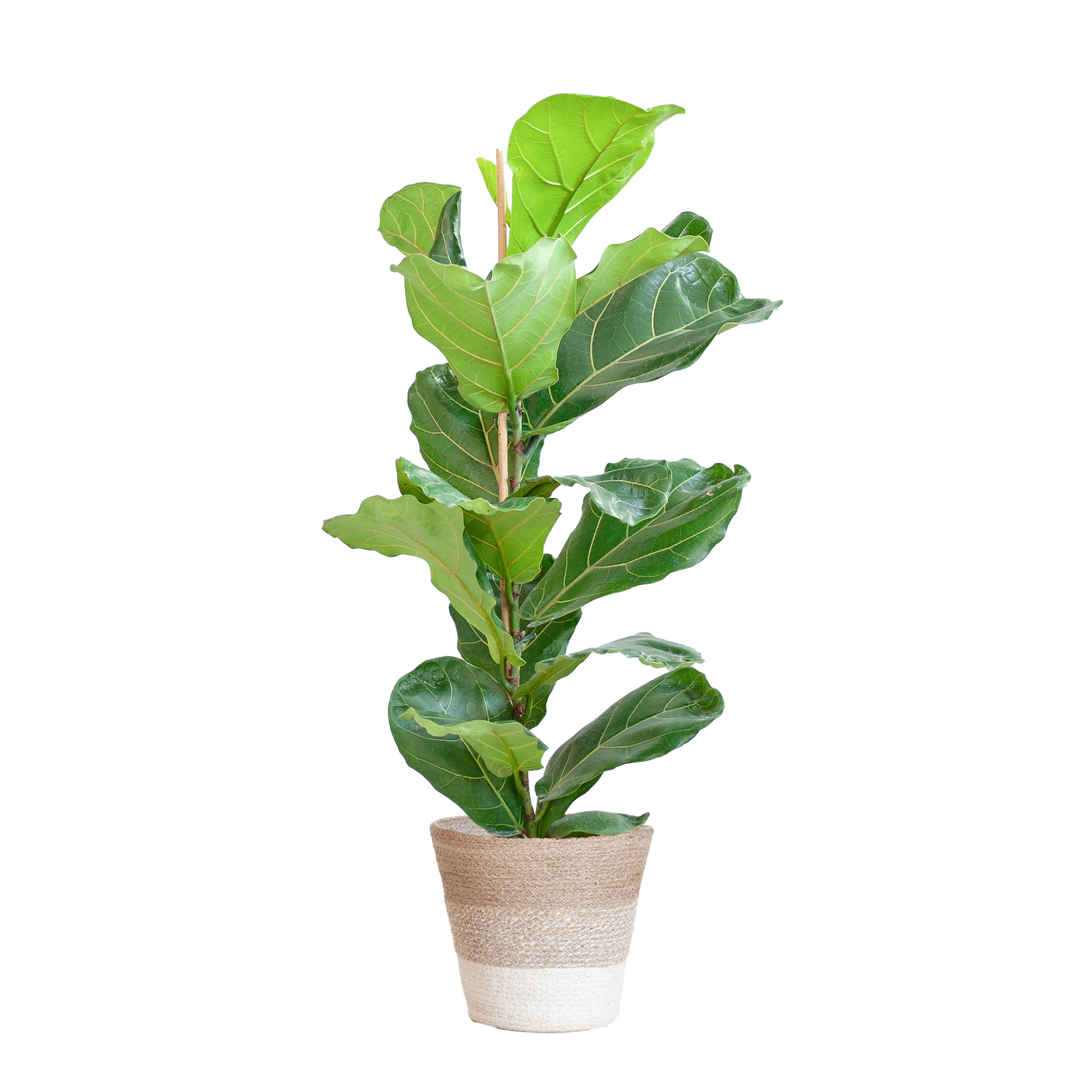 Ficus Lyrata Met Mand Wit - 80Cm - Ø21