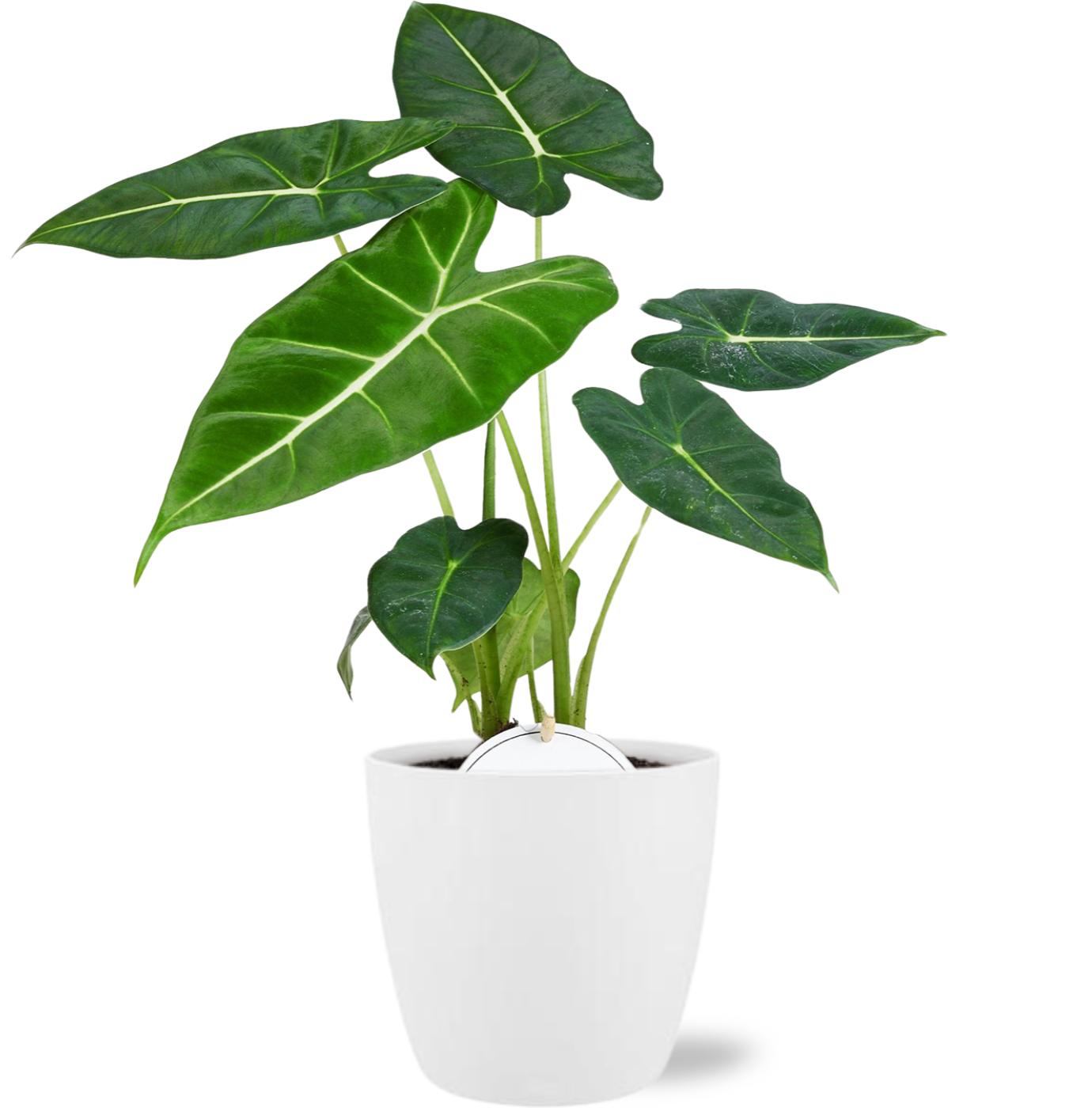 Alocasia Frydek - Ø12Cm - ↕35Cm + Pot D13,5X12,5Cm - Wit