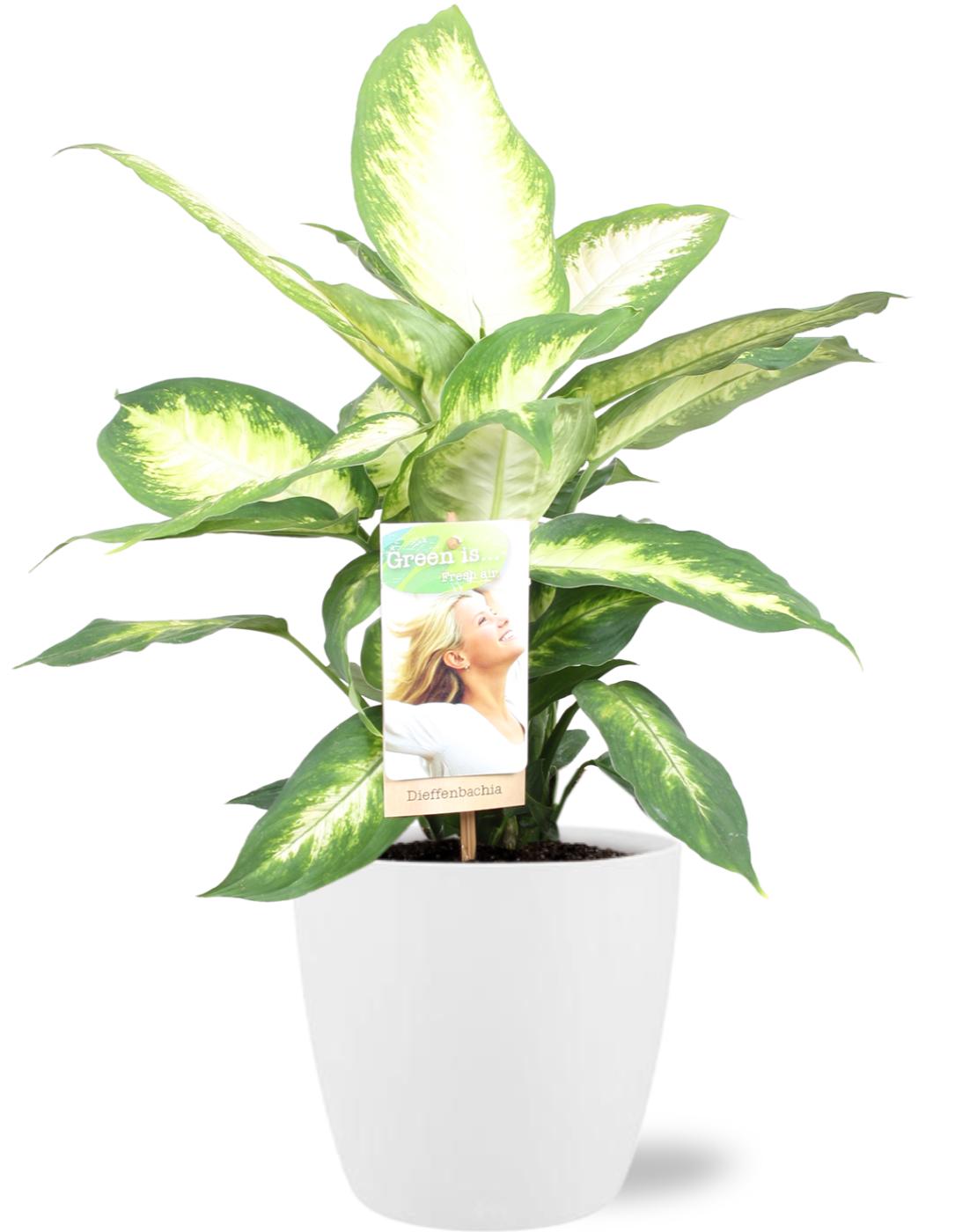 Dieffenbachia Camilla - Ø17Cm - ↕45Cm + Pot Brussels - Wit