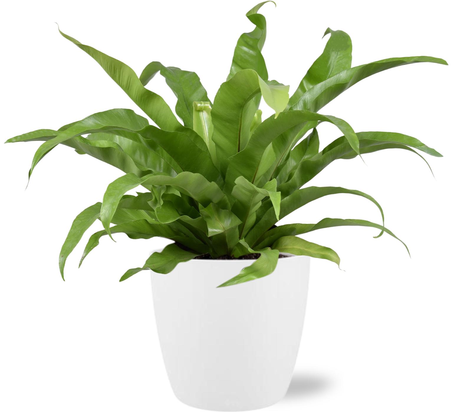 Asplenium Antiquum - Ø17Cm - ↕45Cm + Pot D18X17Cm - Wit