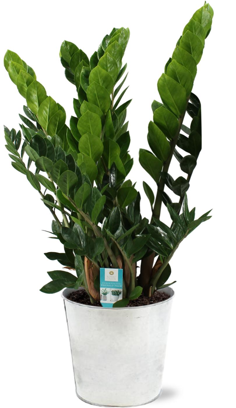 Zamioculcas Zamiifolia - Ø21Cm - ↕80Cm + Pot D22,5X21Cm - Zink