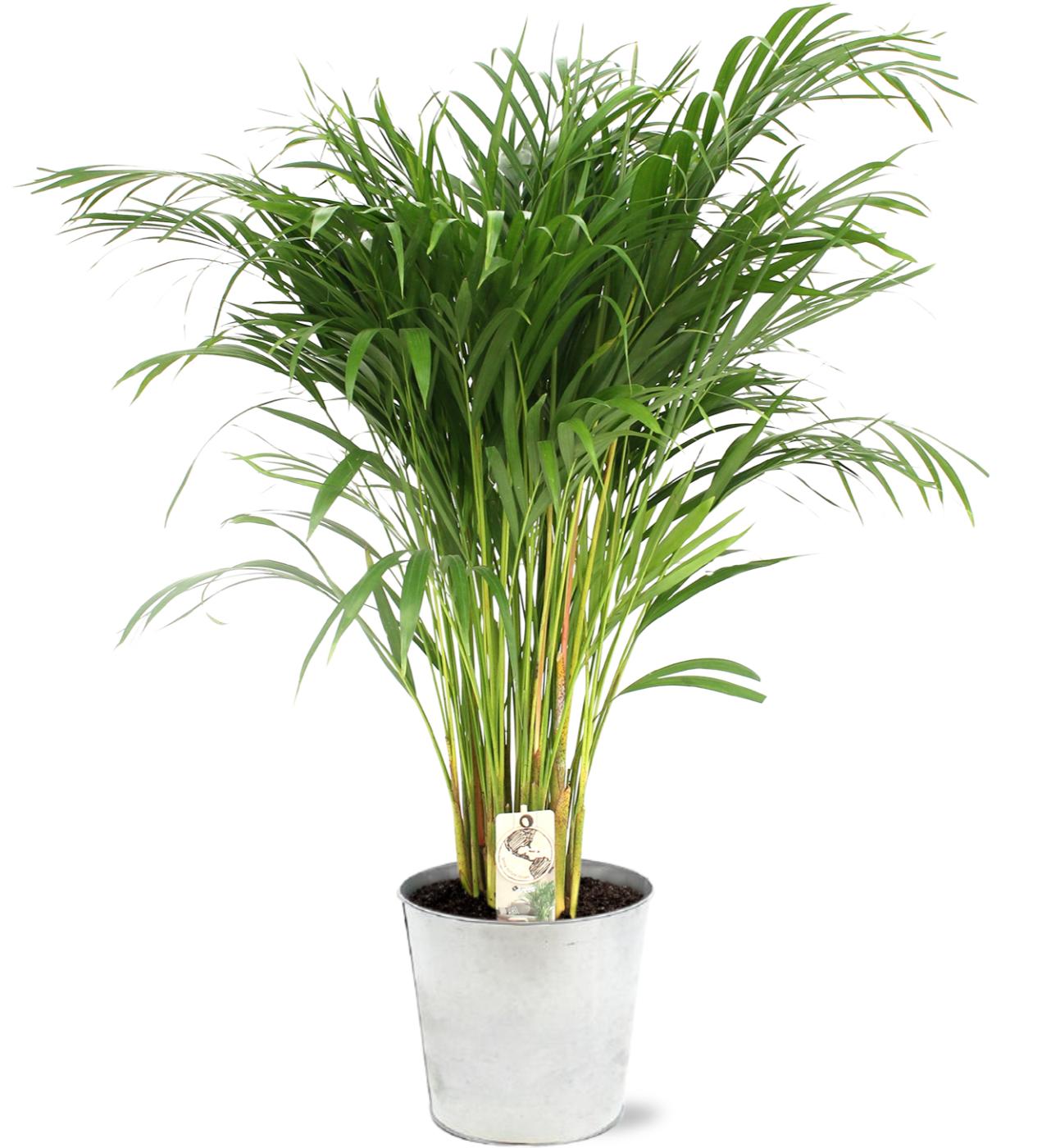 Dypsis Lutescens - Ø21Cm - ↕110Cm + Pot D22,5X21Cm - Zink