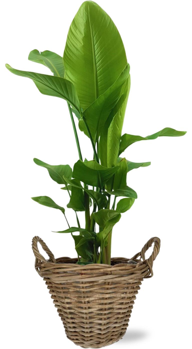 Strelitzia Nicolai - Ø27Cm - ↕130Cm