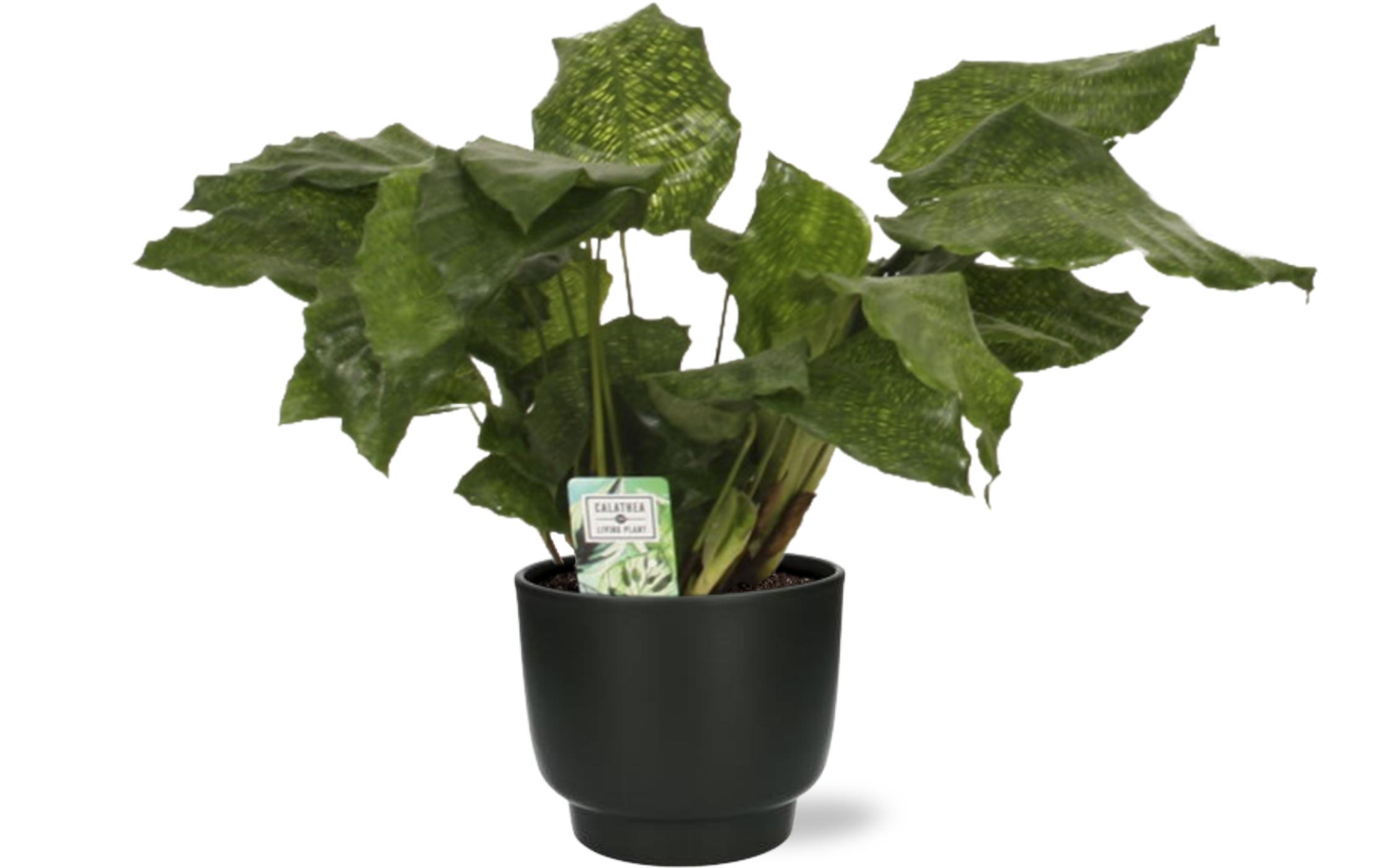 Calathea Network - Pauwenplant - Ø14Cm - ↕30Cm + Potenza Pot