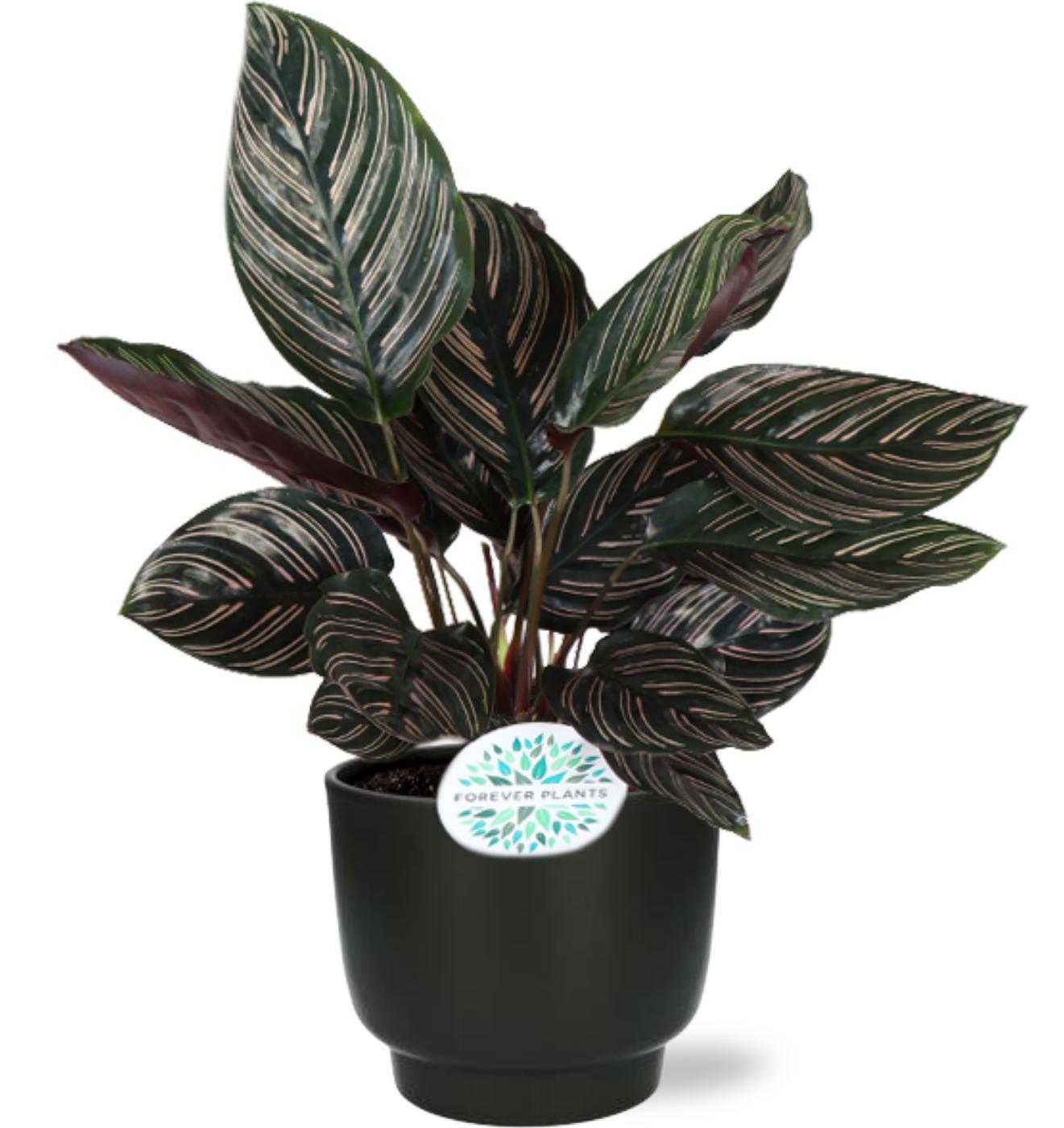 Calathea Ornata - 14Cm - 50Cm + Pot