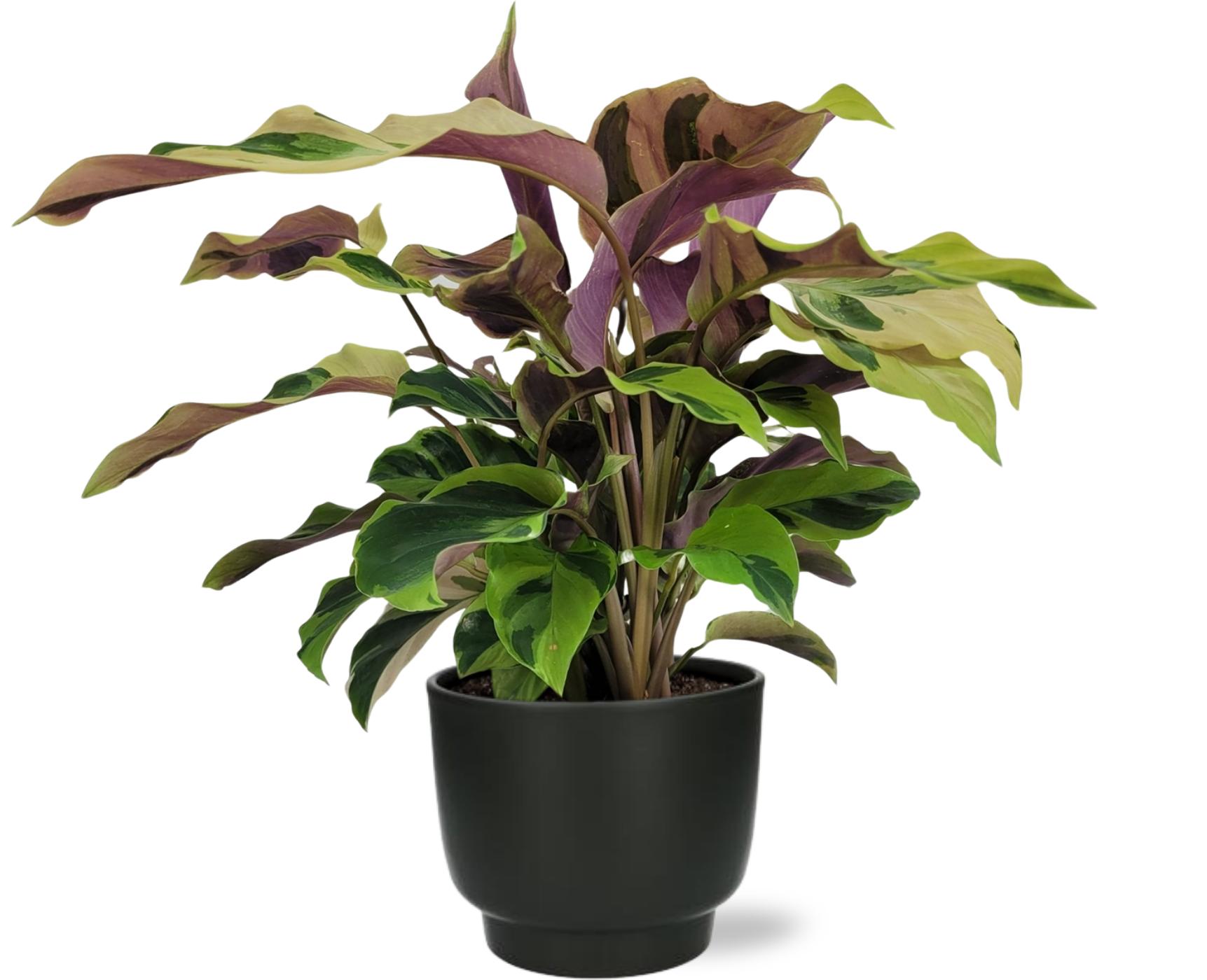 Calathea Yellow Fusion Ø14Cm - ↕40Cm + Pot