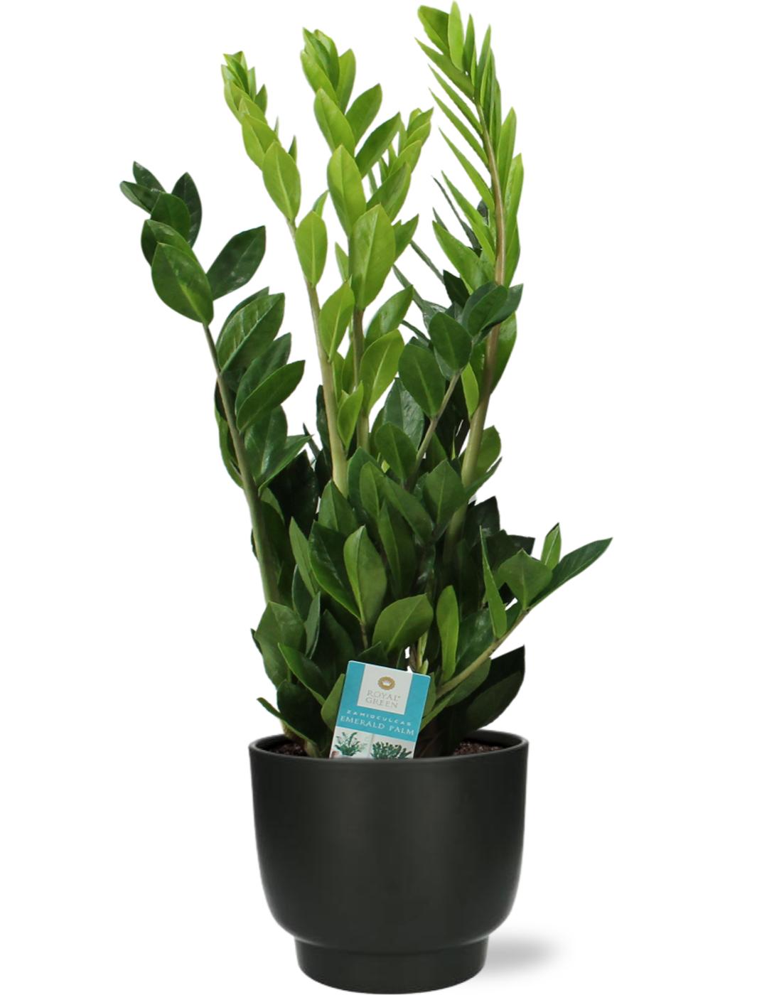 Zamioculcas Zamiifolia - Ø17Cm - ↕65Cm + Potenza Pot - Zwart