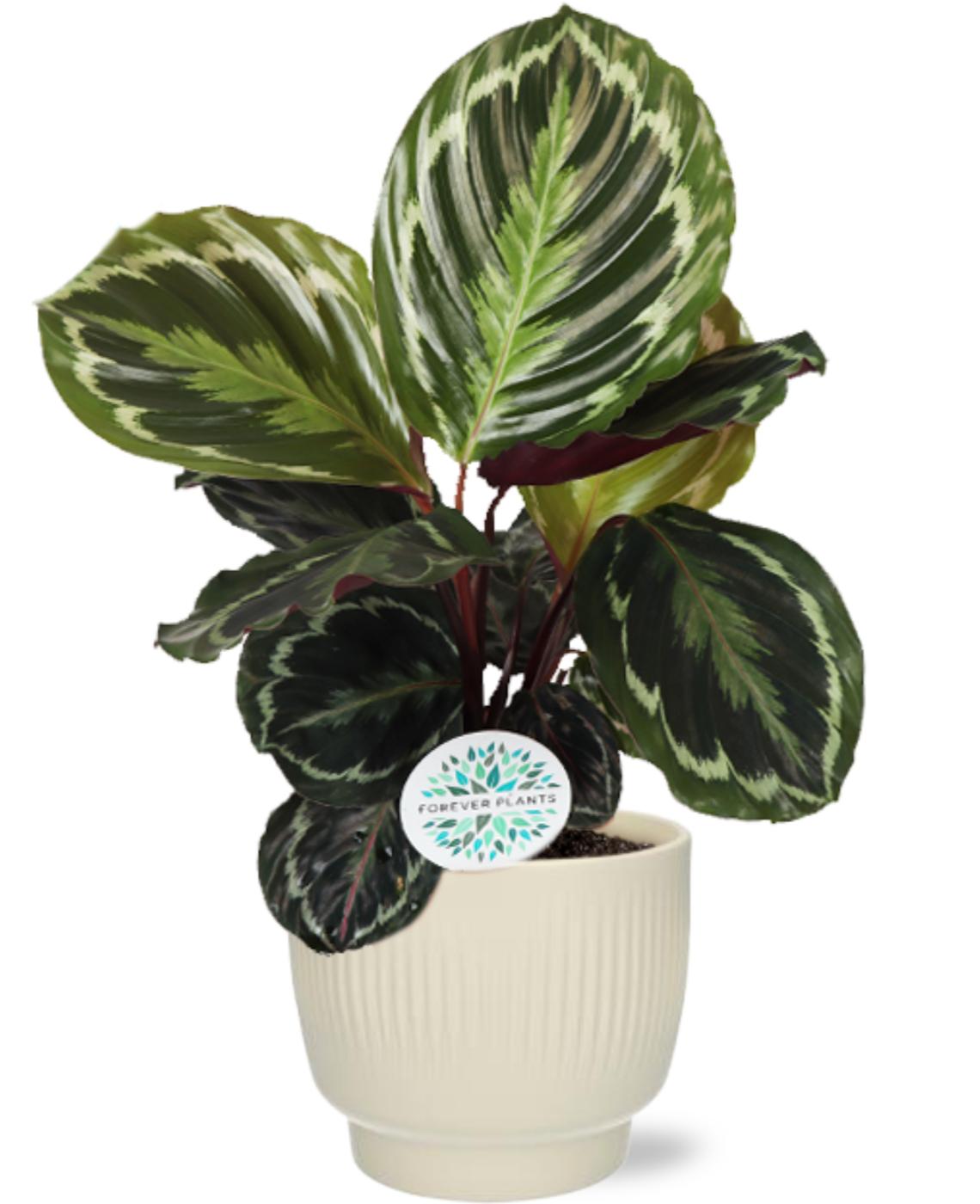 Calathea Medallion - Ø14Cm - ↕45Cm + Potenza Rib Pot - Wit