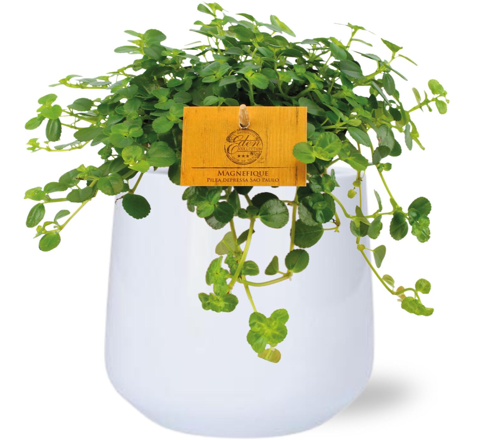 Pilea Depressa Sao Paulo - Ø12Cm - ↕20Cm + Puglia Pot - Wit