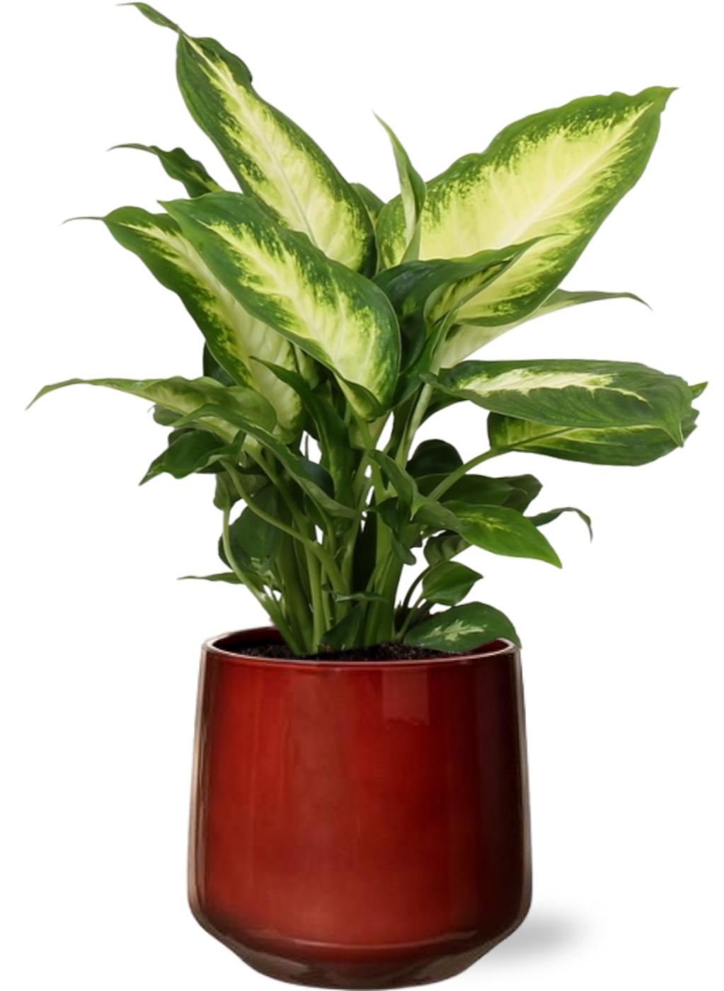 Dieffenbachia Camilla - Ø12Cm - ↕35Cm + Puglia Pot - Rood