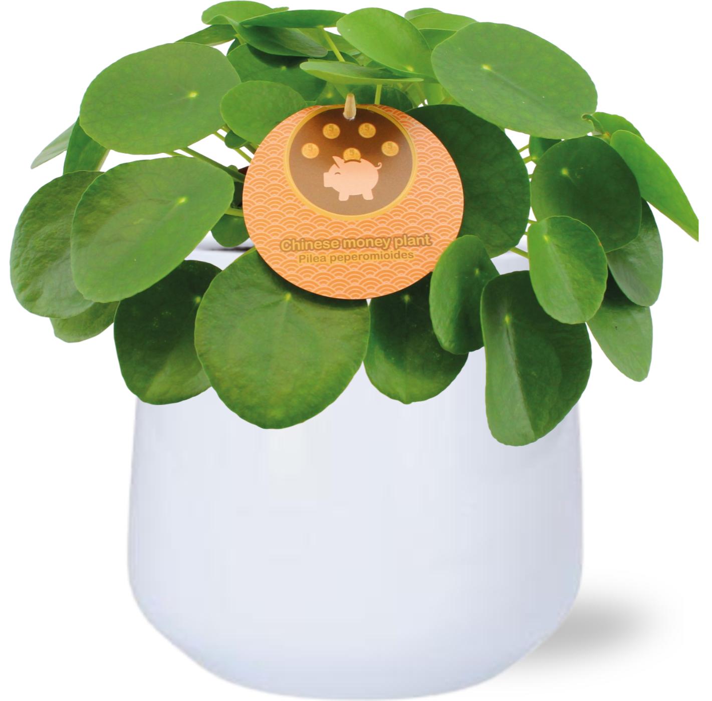 Pilea Peperomioides - Ø15Cm - ↕30Cm + Puglia Pot - Wit