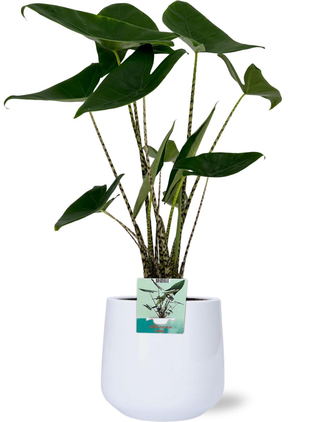 Alocasia Zebrina - Ø19Cm - ↕75Cm + Puglia Pot - Wit