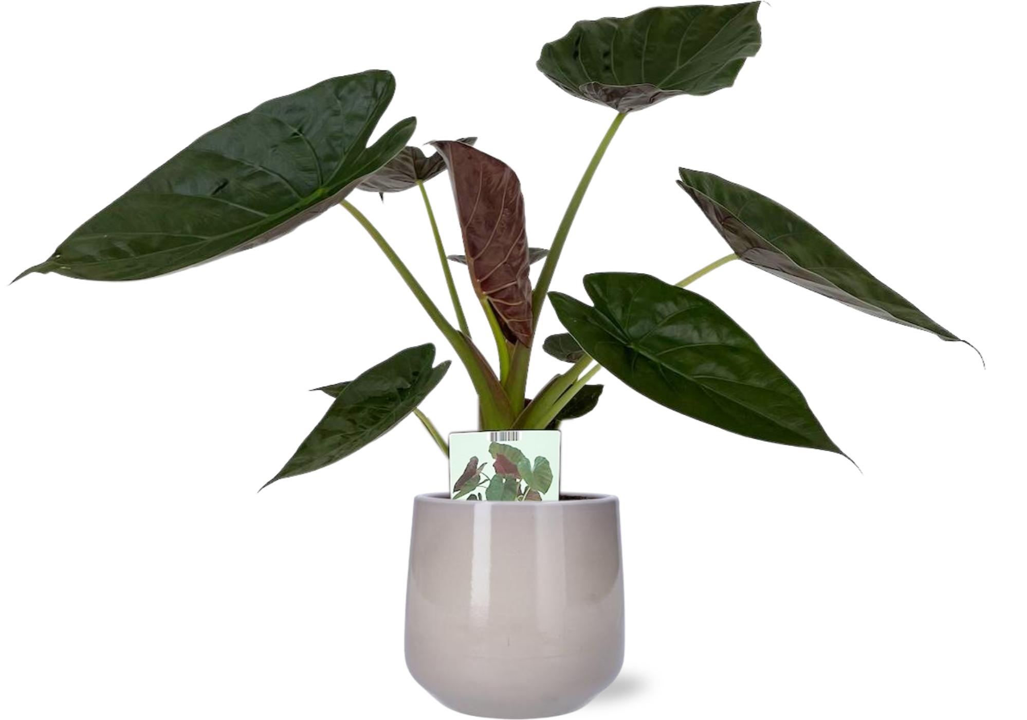 Alocasia Wentii - Ø19Cm - ↕85Cm + Puglia Pot - Grijs