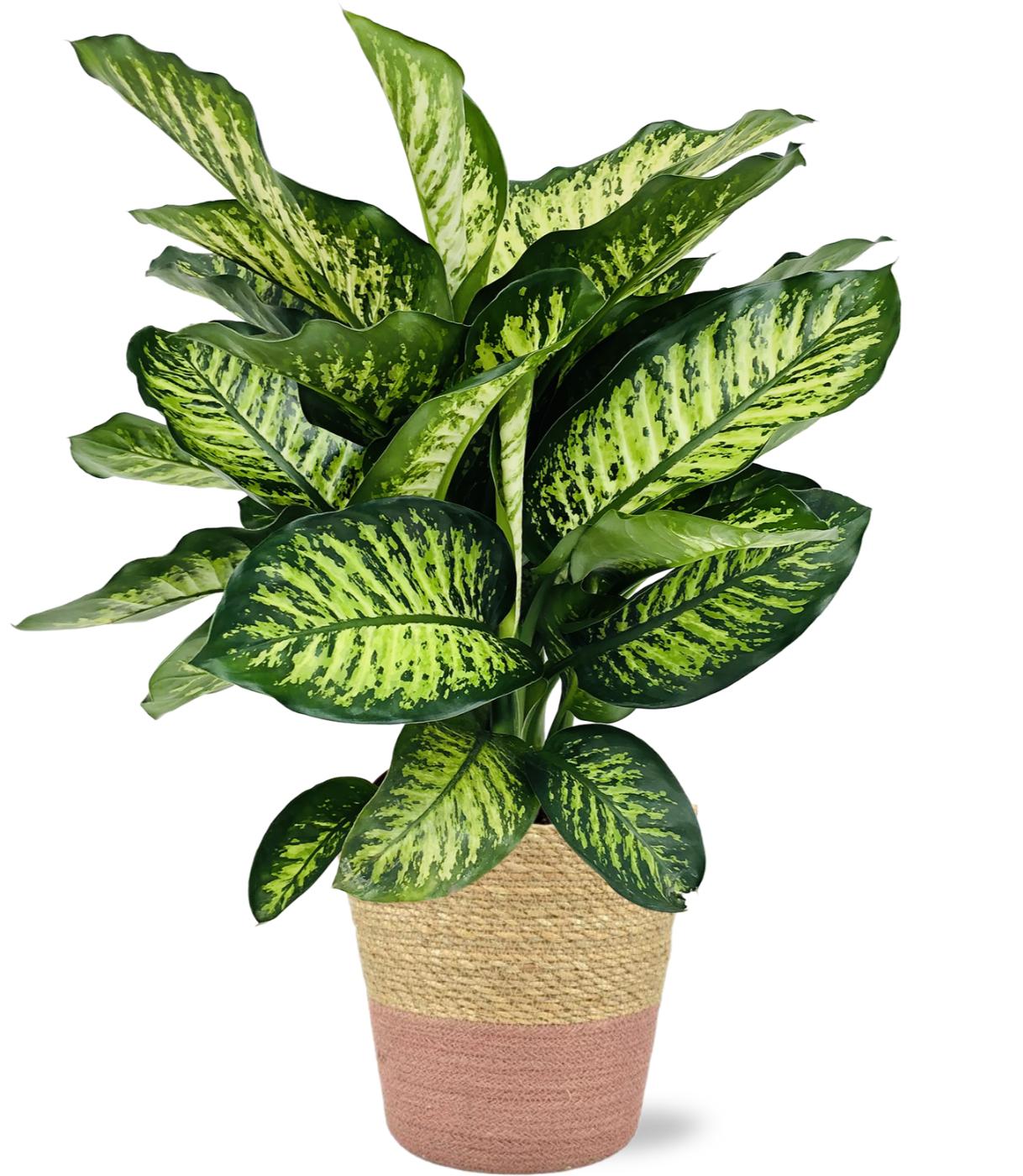Dieffenbachia Camilla - Ø21Cm - ↕75Cm + Ruby Pot - Roze