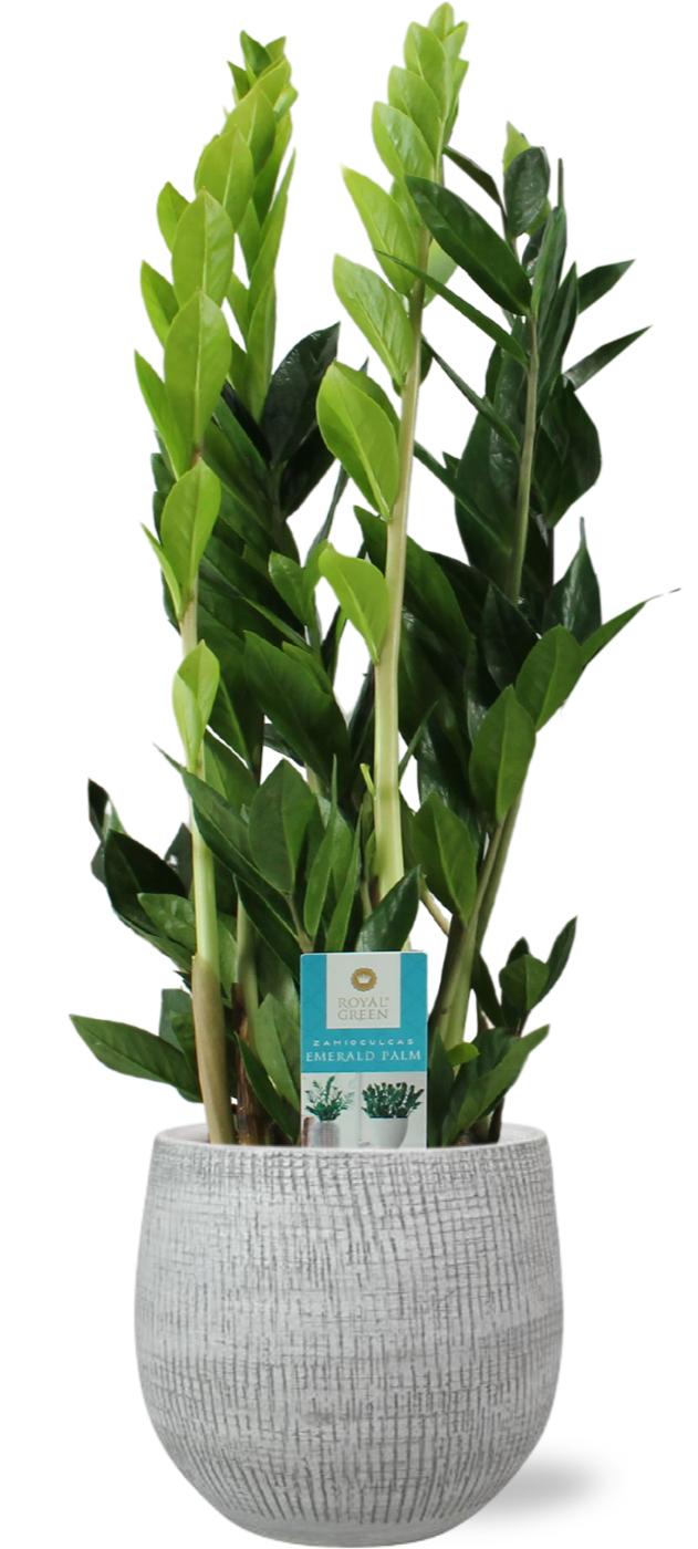 Zamioculcas Zamiifolia - Ø17Cm - ↕70Cm + Ryan Pot - Wit