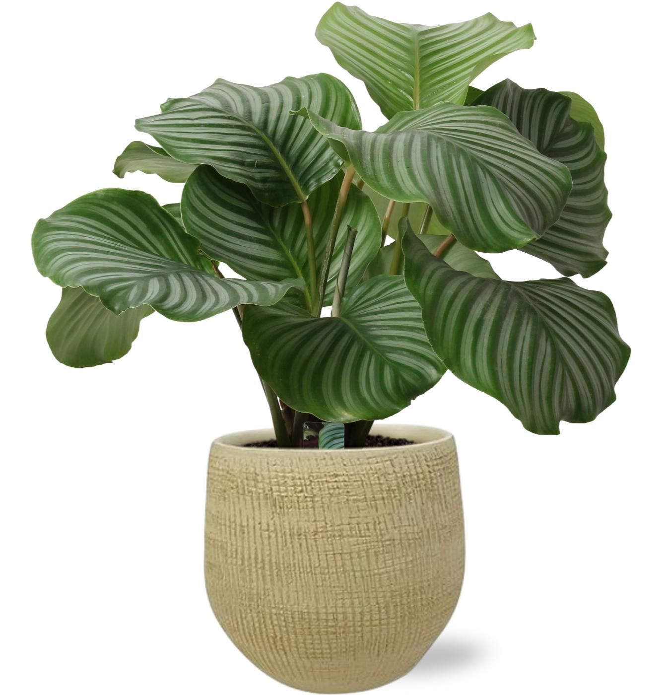 Calathea Orbifolia - Ø21Cm - ↕50Cm + Ryan Pot - Goud