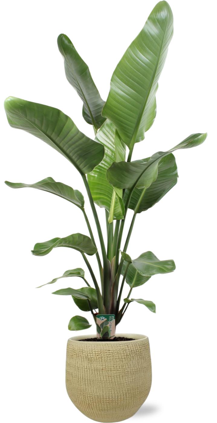 Strelitzia Nicolai - Ø21Cm - ↕100Cm + Ryan Pot - Goud