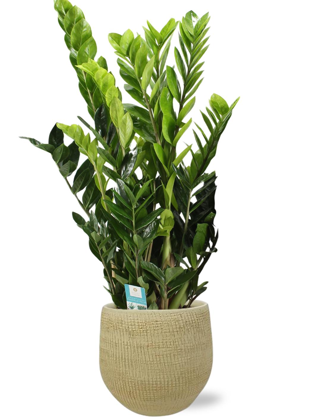 Zamioculcas Zamiifolia - Ø21Cm - ↕95Cm + Ryan Pot - Goud