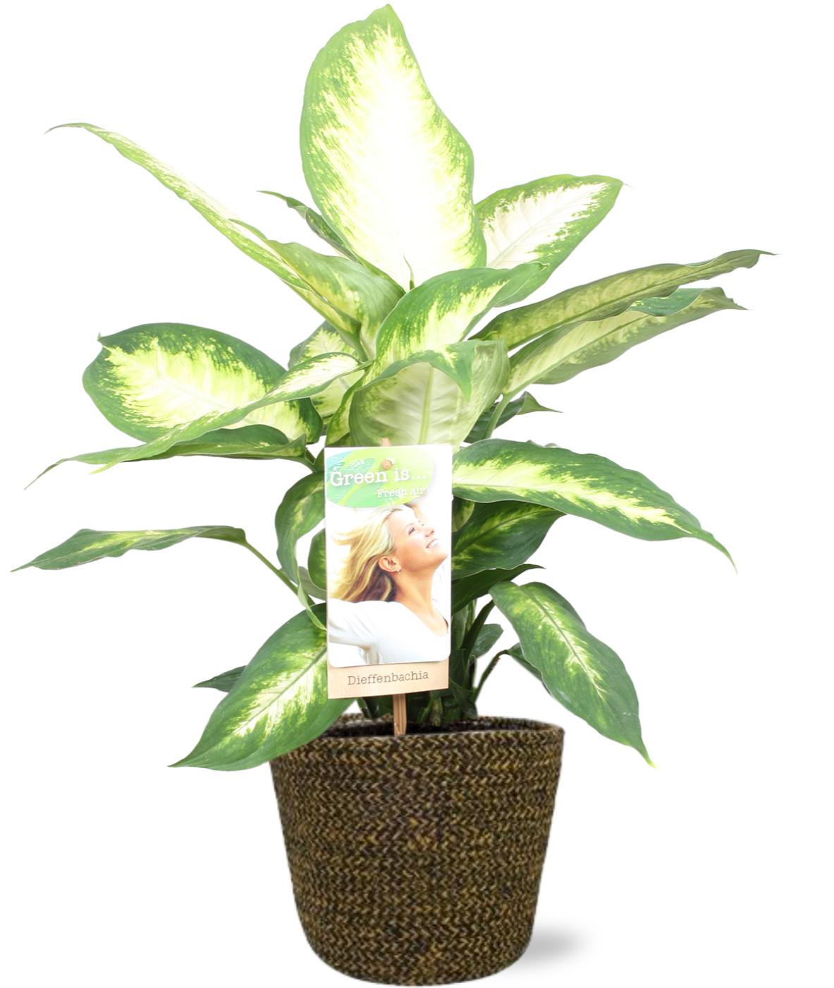 Dieffenbachia Camilla - Ø17Cm - ↕45Cm + Selin Pot - Zwart