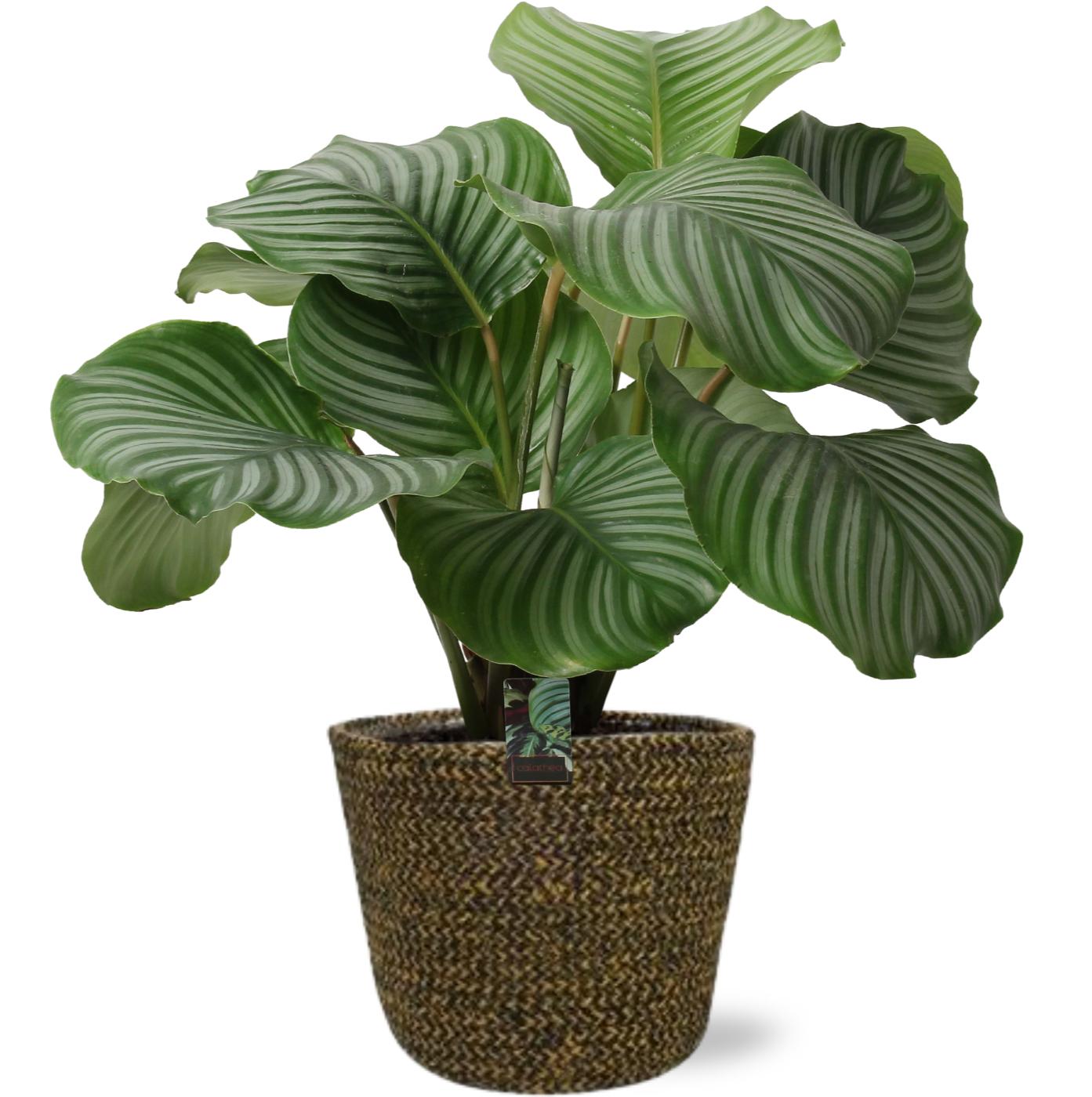 Calathea Orbifolia - Ø21Cm - ↕50Cm + Selin Pot - Zwart
