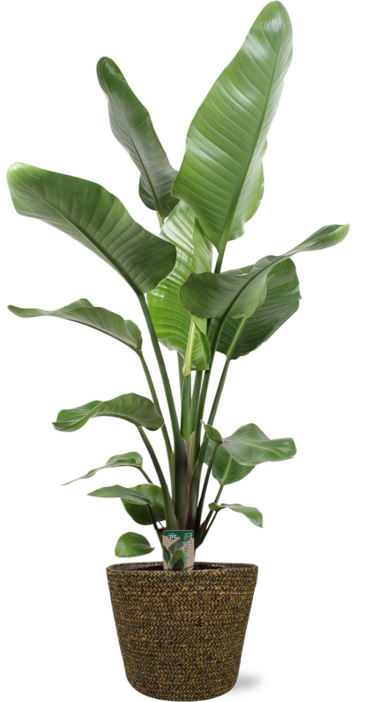 Strelitzia Nicolai - Ø21Cm - ↕100Cm + Selin Pot - Zwart