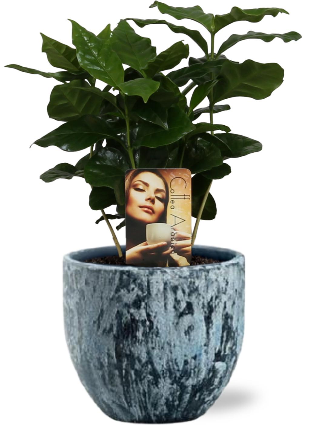Coffea Arabica Koffieplant - Ø12Cm - ↕25Cm + Sem Pot - Blauw