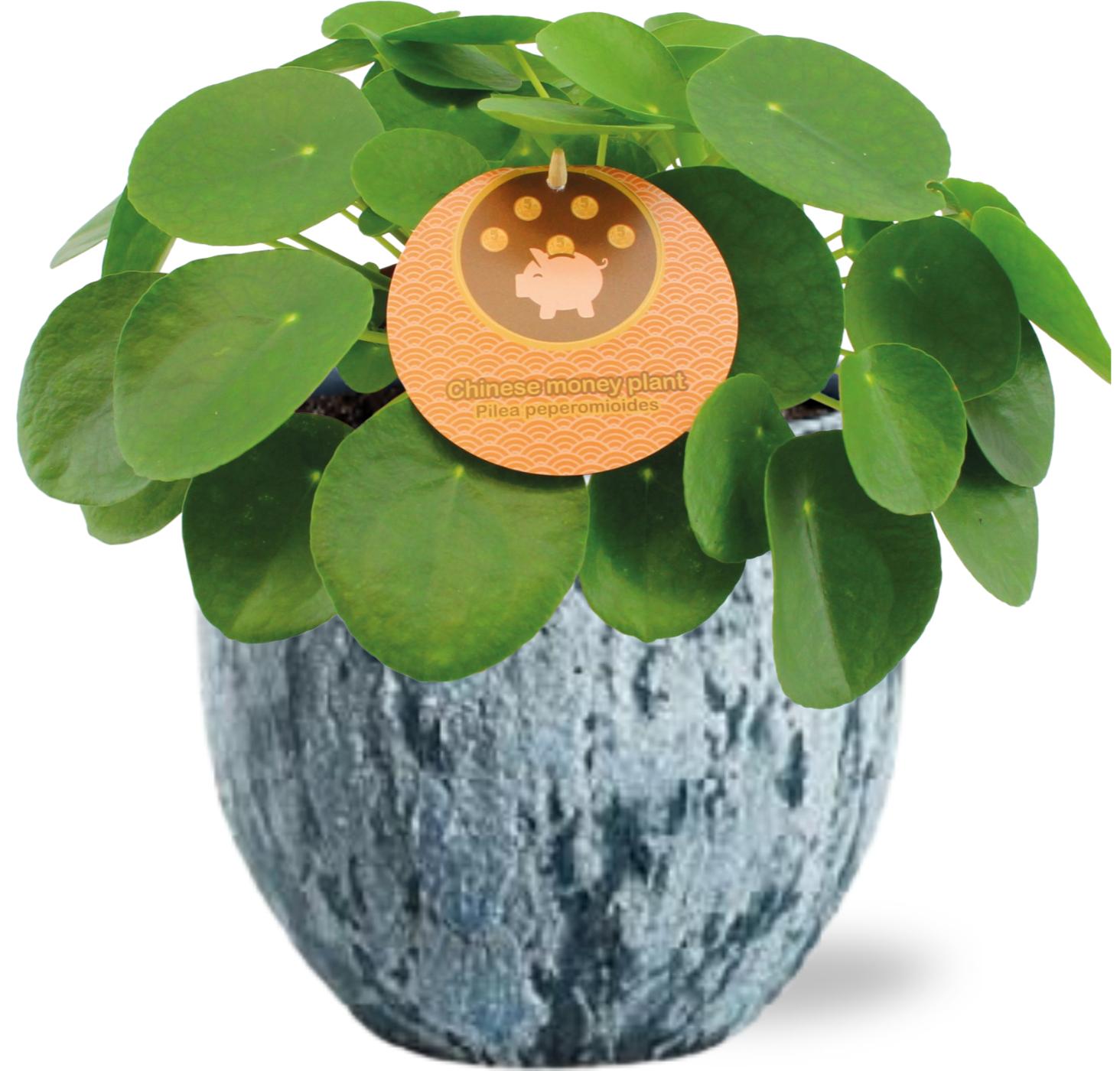 Pilea Peperomioides - Ø15Cm - ↕30Cm + Sem Pot - Blauw