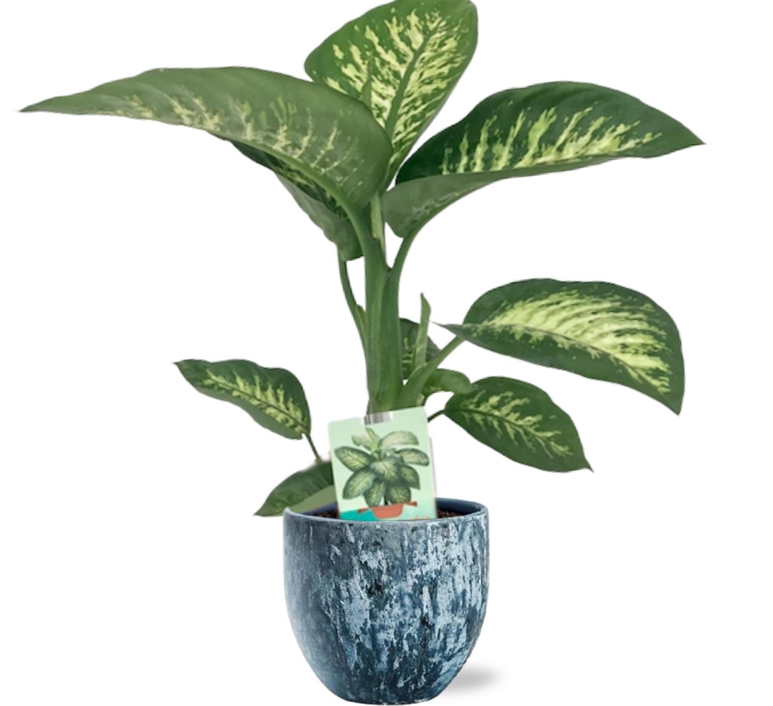 Dieffenbachia Seguine Tropic Snow - Ø19Cm - ↕70Cm + Sem Pot - Blauw