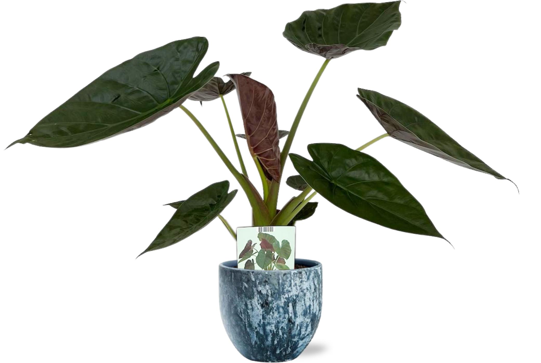 Alocasia Wentii - Ø19Cm - ↕85Cm + Sem Pot - Blauw