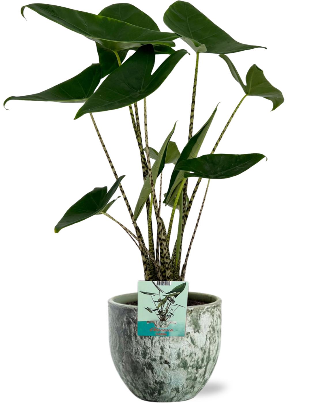 Alocasia Zebrina - Olifantsoor - Ø19Cm - ↕75Cm + Sem Pot - Groen