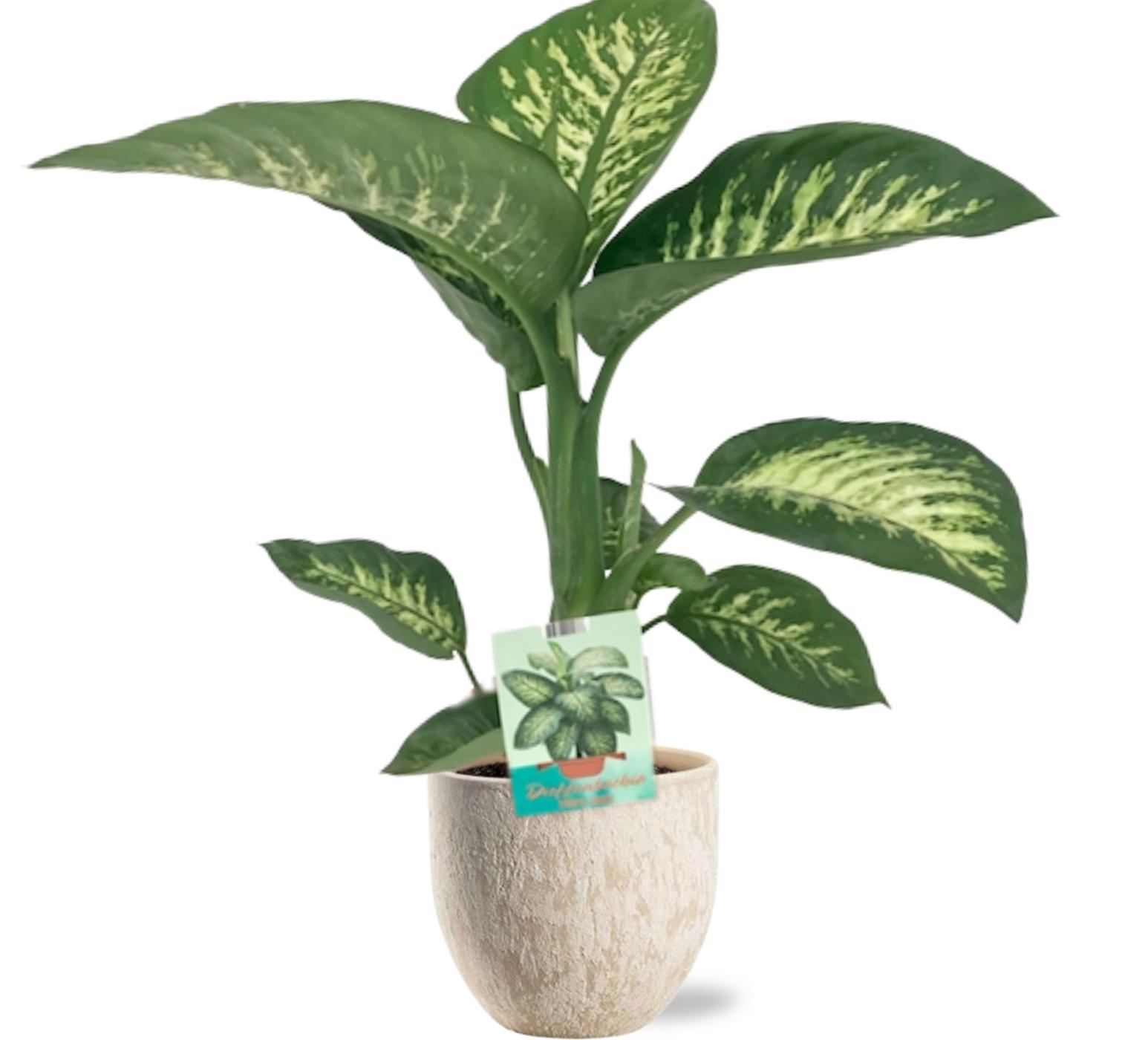Dieffenbachia Seguine Tropic Snow - Ø19Cm - ↕70Cm + Sem Pot - Beige