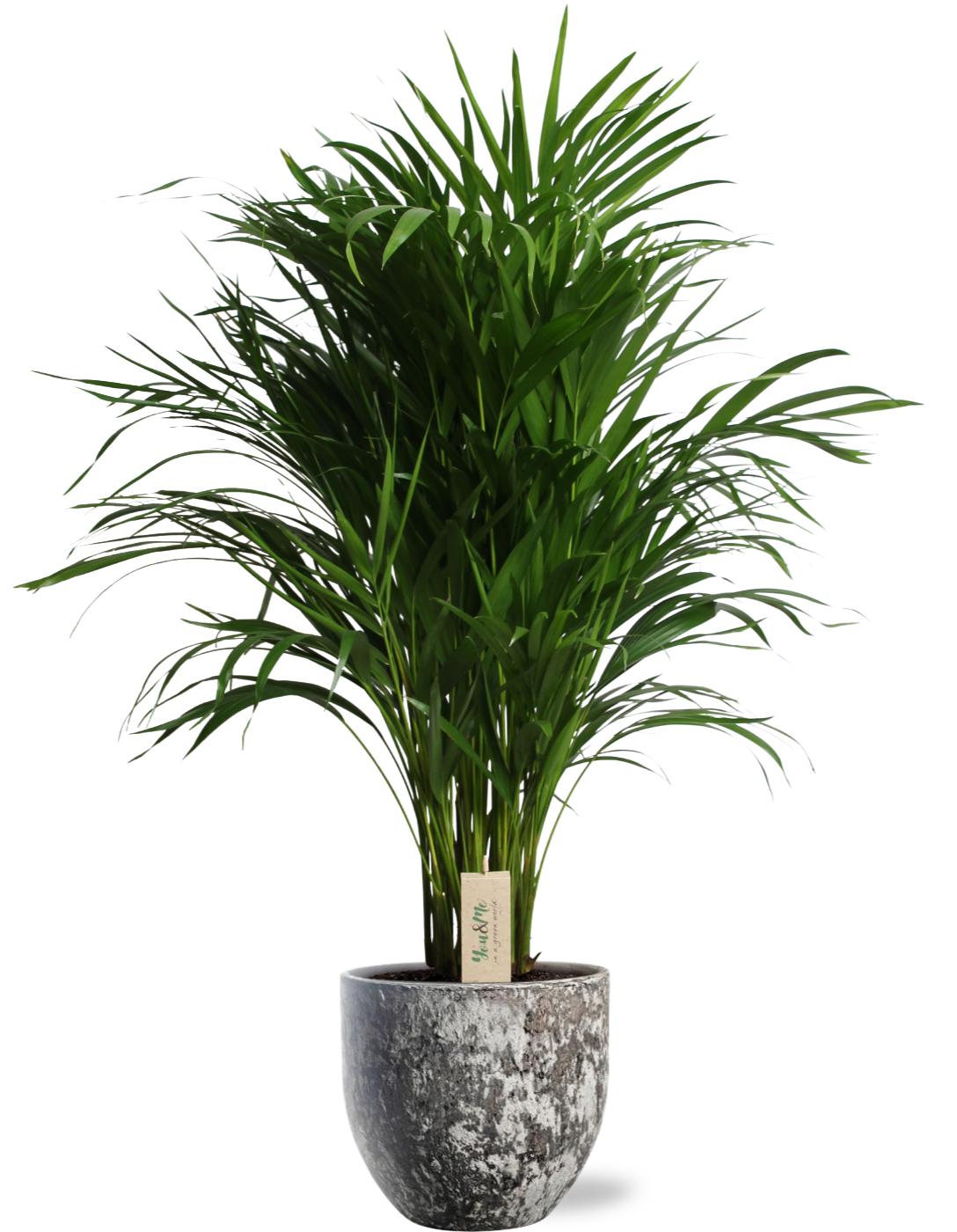 Dypsis Lutescens - Ø21Cm - ↕100Cm + Sem Pot - Bruin