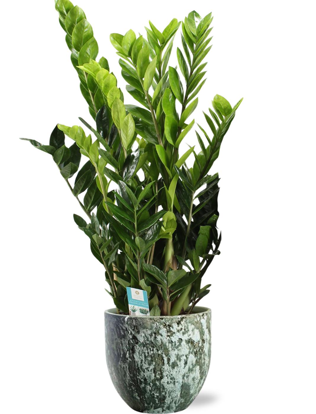 Zamioculcas Zamiifolia - Ø21Cm - ↕95Cm + Sem Pot - Groen