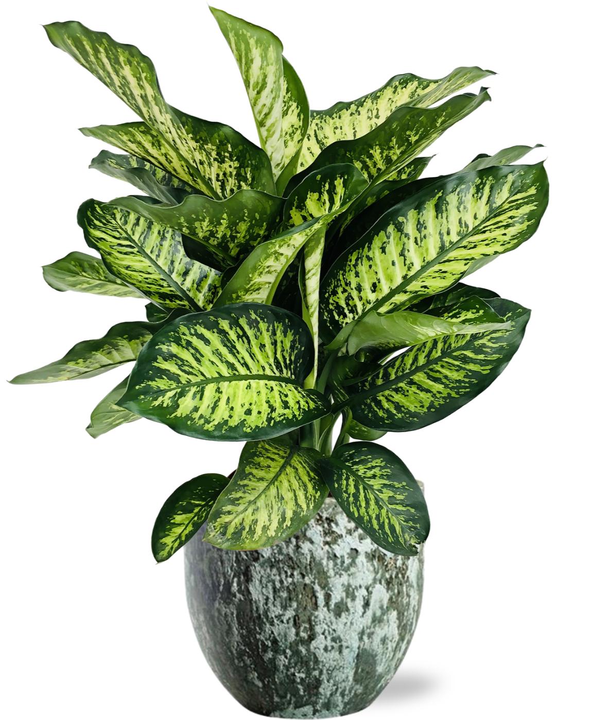 Dieffenbachia Camilla - Ø21Cm - ↕75Cm + Sem Pot - Groen