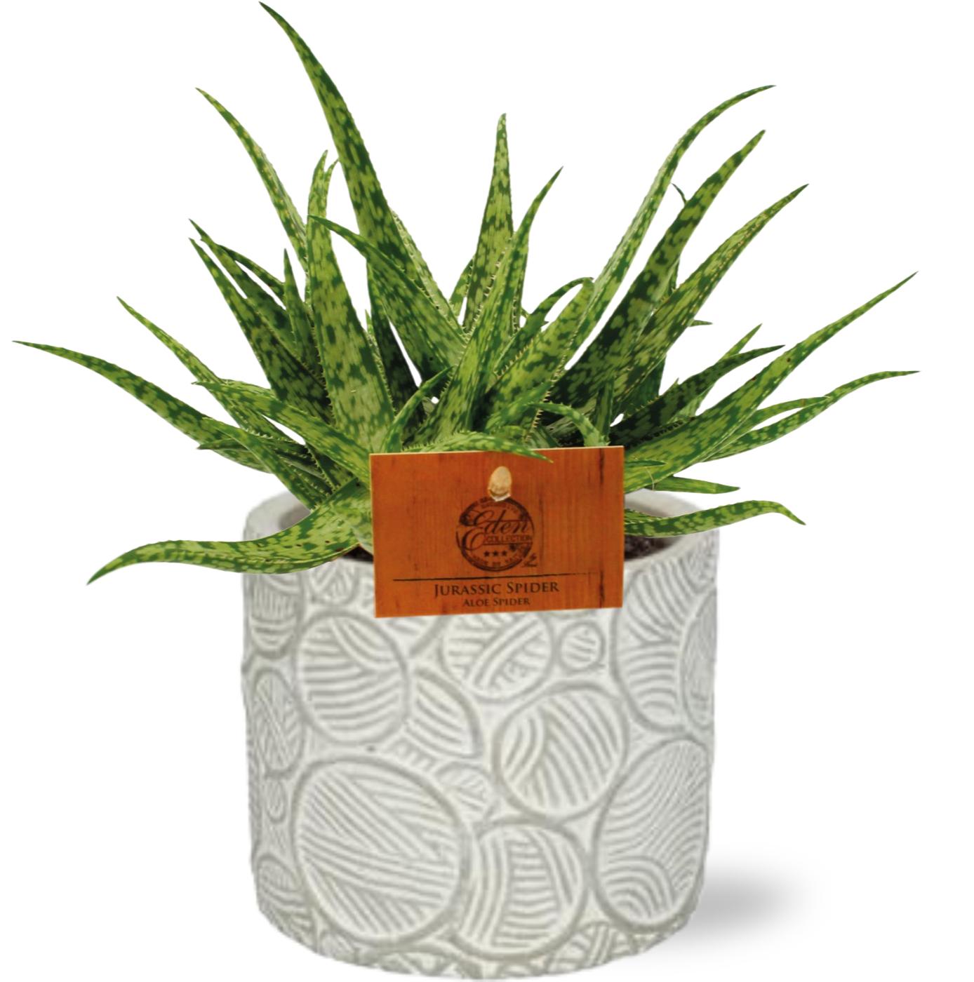 Aloe Spider - Ø10,5Cm - ↕15Cm + Stone Pot Circles - Wit