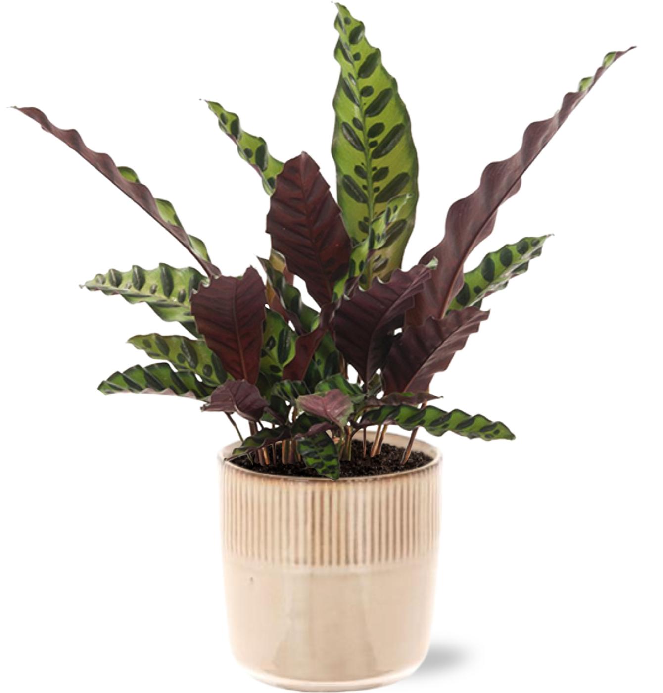 Calathea Insignis - Ø12Cm - ↕50Cm + Terni Pot - Roze