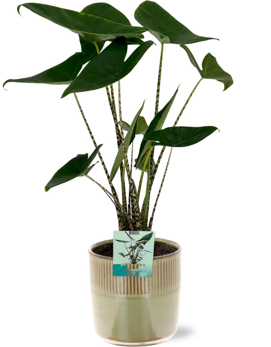 Alocasia Zebrina - Ø19Cm - ↕75Cm + Terni Pot - Groen