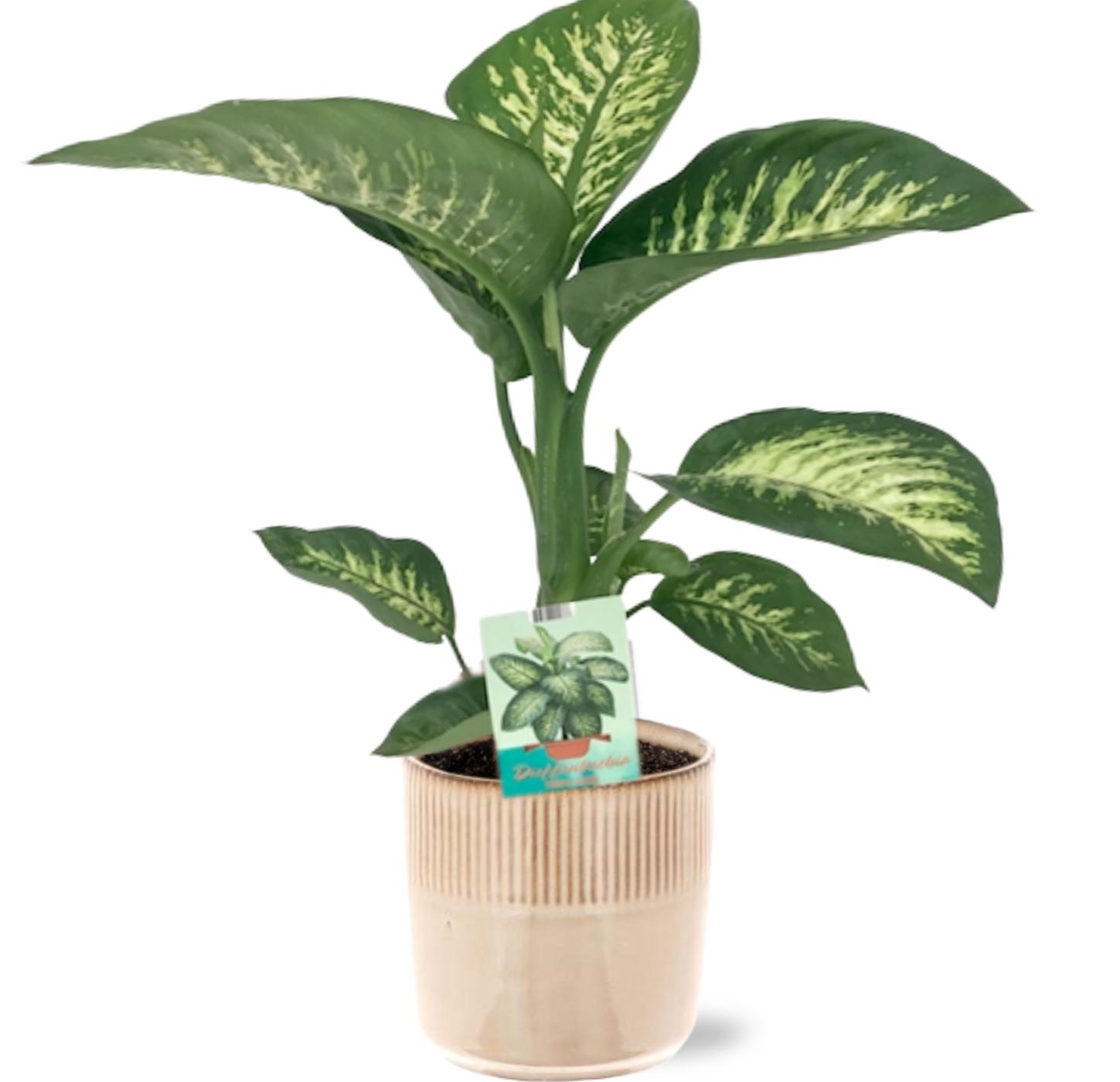 Dieffenbachia Seguine Tropic Snow - Ø19Cm - ↕70Cm + Terni Pot - Roze