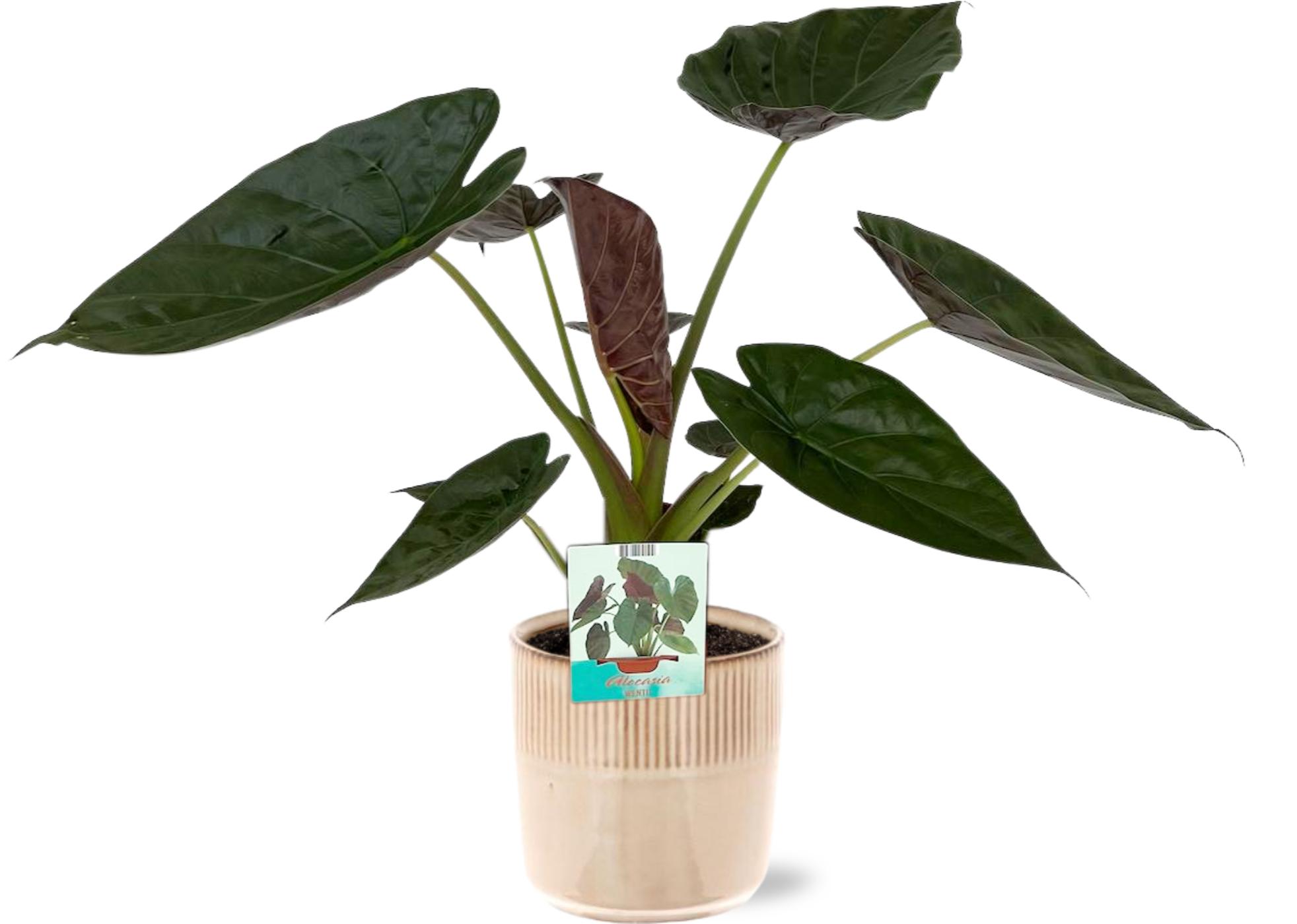 Alocasia Wentii - Ø19Cm - ↕85Cm + Terni Pot - Roze