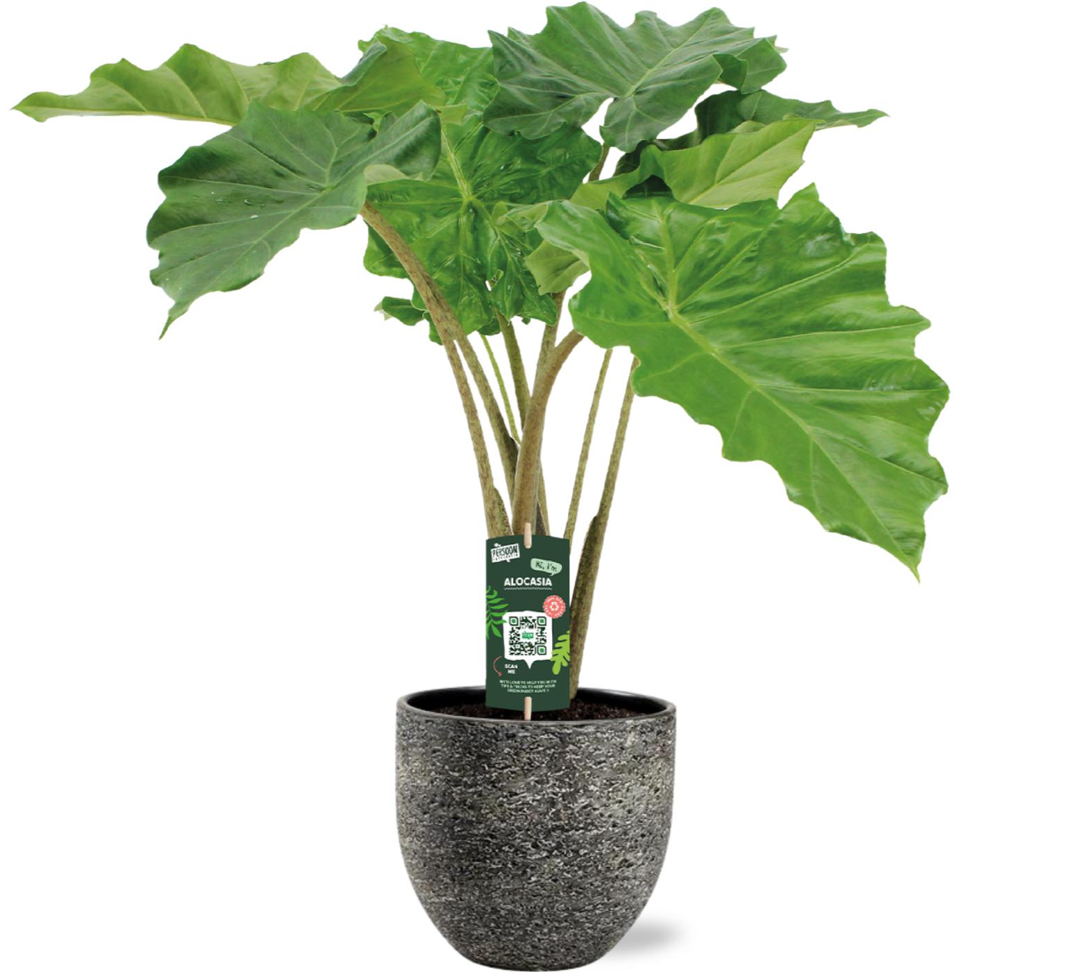 Alocasia Portodora - Ø21Cm - ↕80Cm + Tim Pot - Zwart Wit